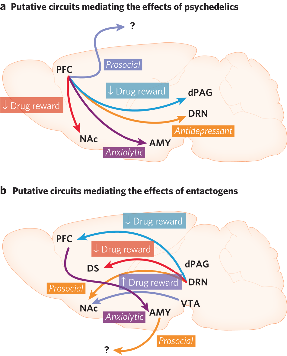 Therapeutic mechanisms of psychedelics and entactogens