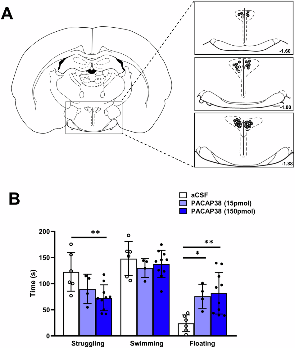 Fig. 3: Effects of PACAP38 administration into the PVN on the behavioral stress response of rats exposed to the modified forced swim test.