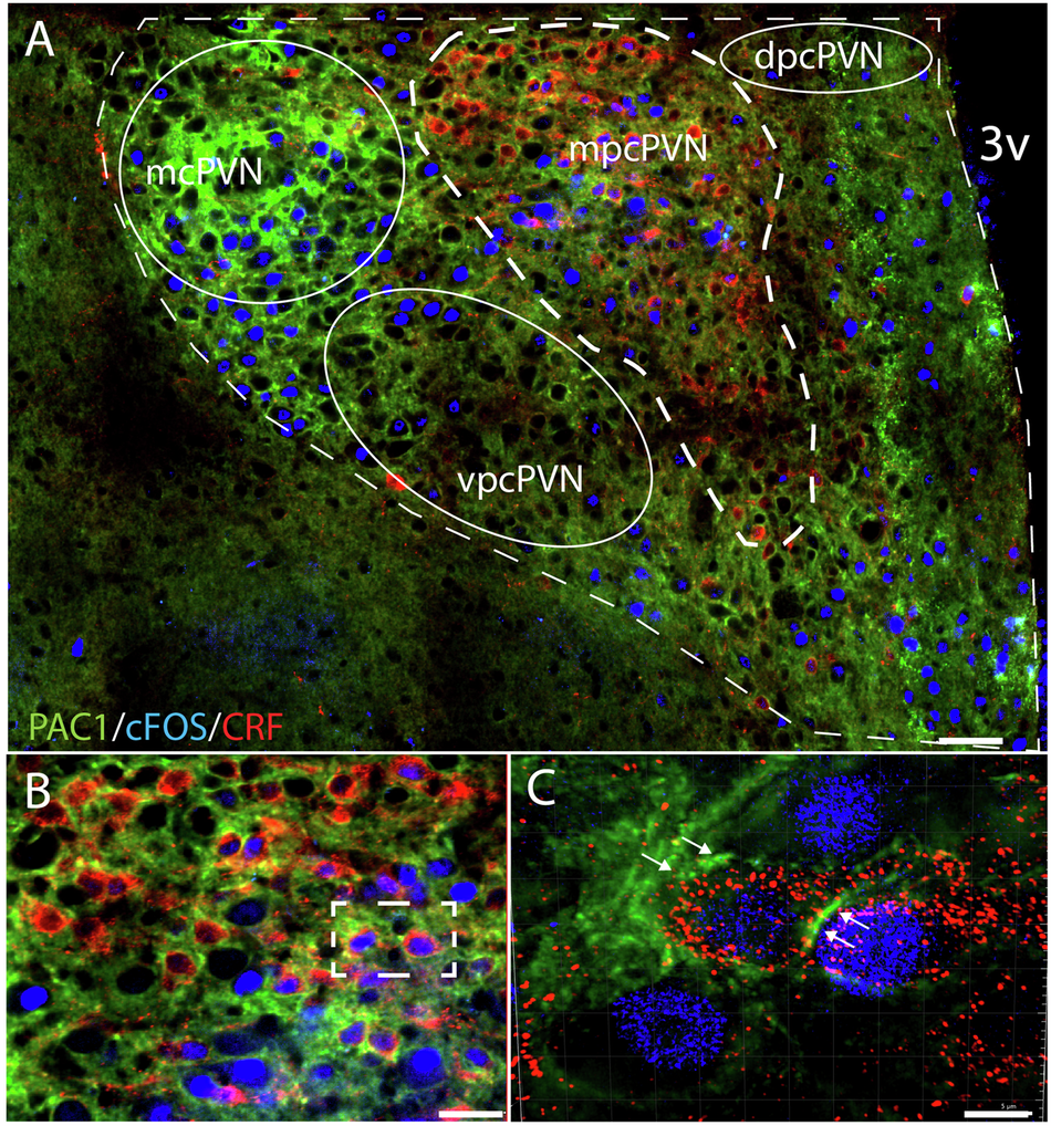 Fig. 5: Distribution of PAC1 receptors in the PVN.