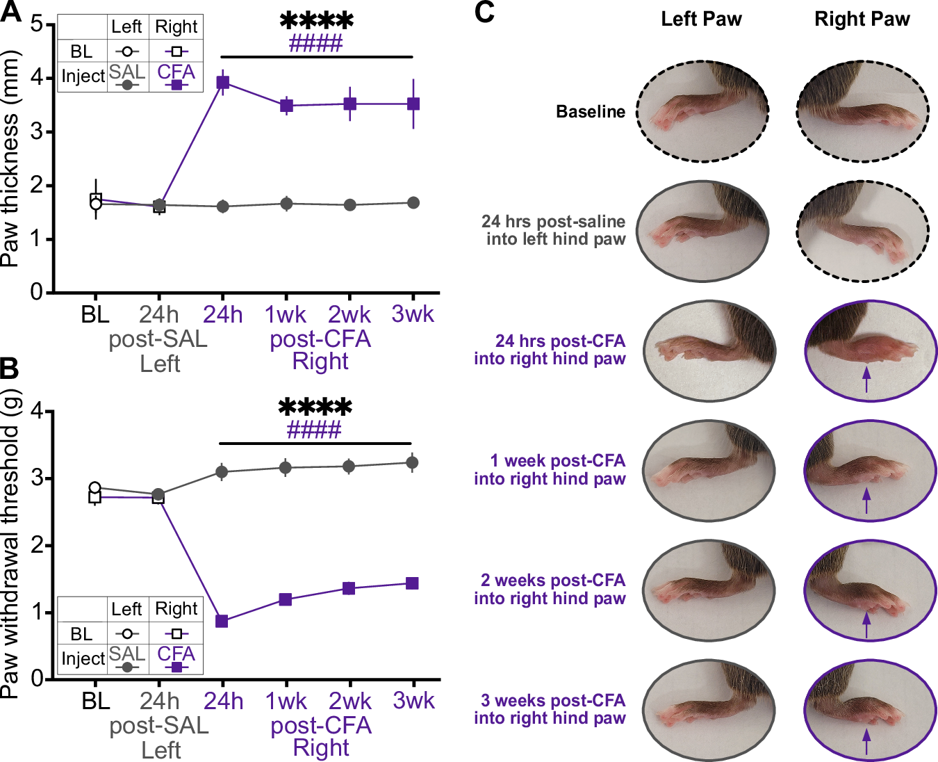マウス研究が慢性疼痛と睡眠パターンの乱れを関連付け(Mouse study links chronic pain to disrupted sleep patterns)