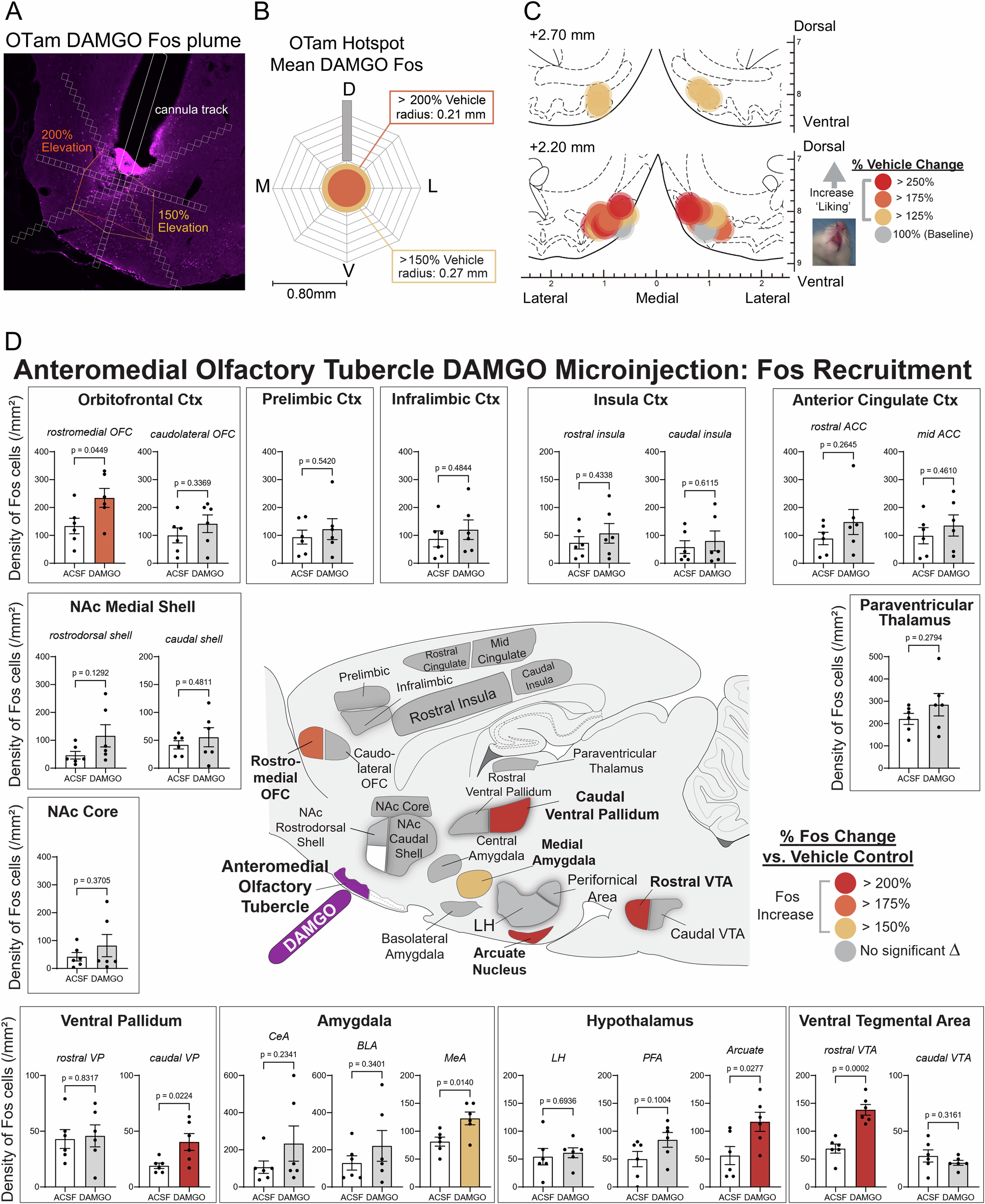 Fig. 5: Fos plume and mapping of DAMGO microinjection in the OT anteromedial hotspot.