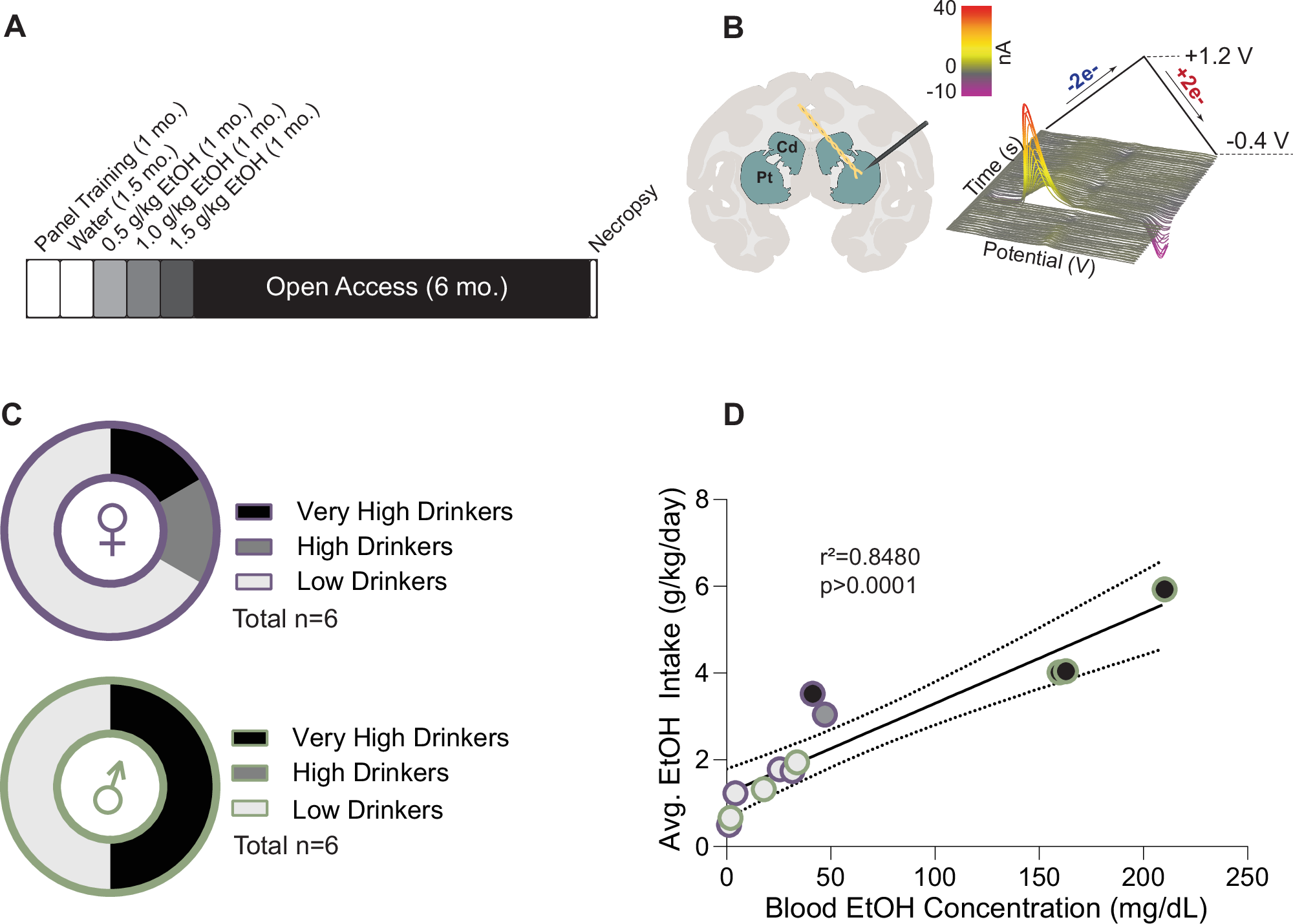 Chronic ethanol self-administration alters dopamine in the caudate 