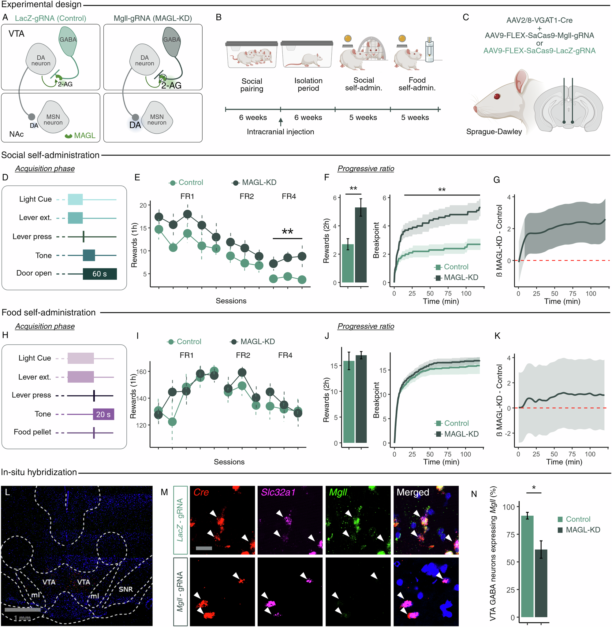 Endocannabinoid metabolism at VTA GABAergic neurons gates motivation for social, but not food, reward