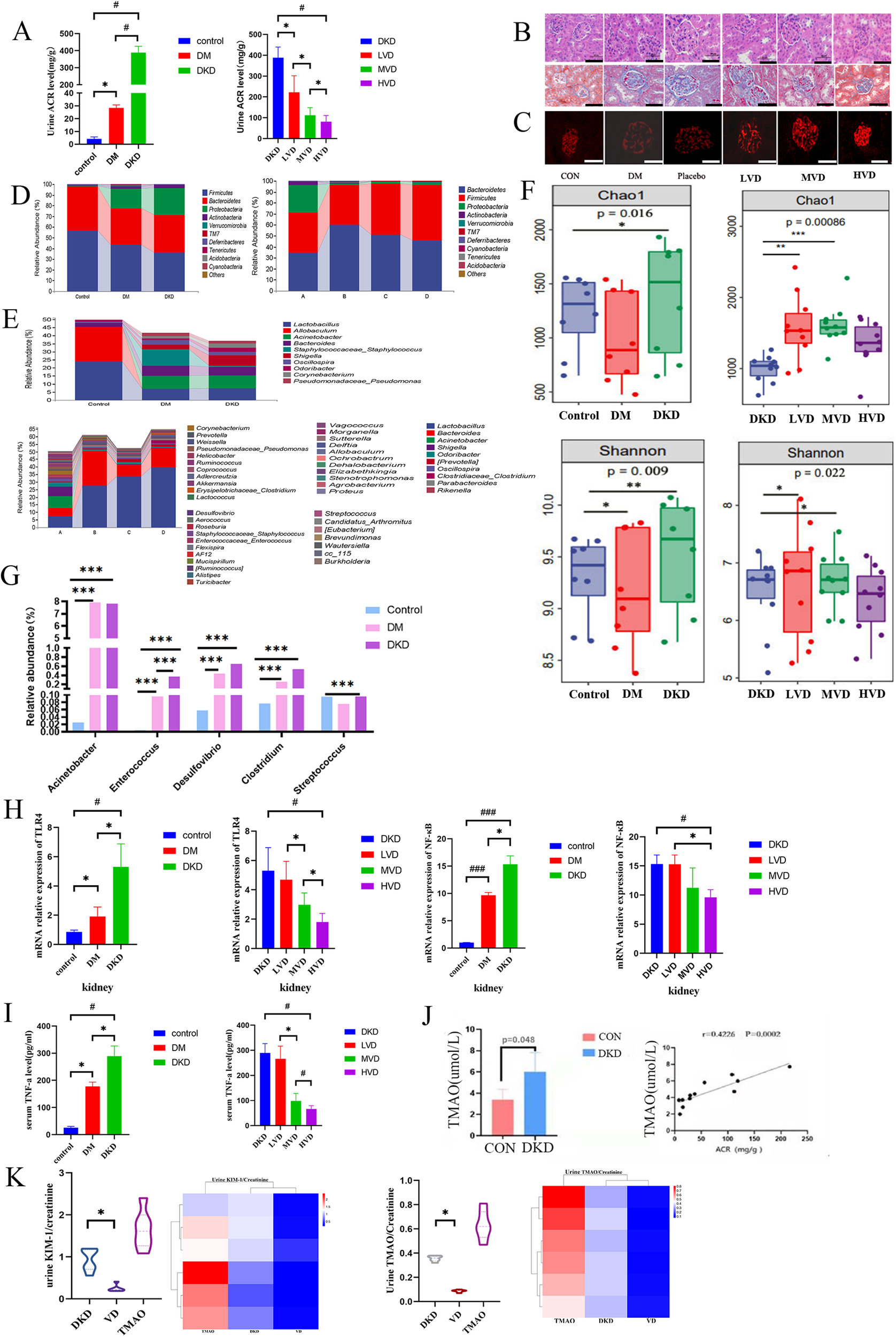 Fig. 2: Effects of vitamin D supplementation on renal function, intestinal flora characteristics, TMAO metabolites, and the TLR4/NF-κB pathway in mice with DKD.