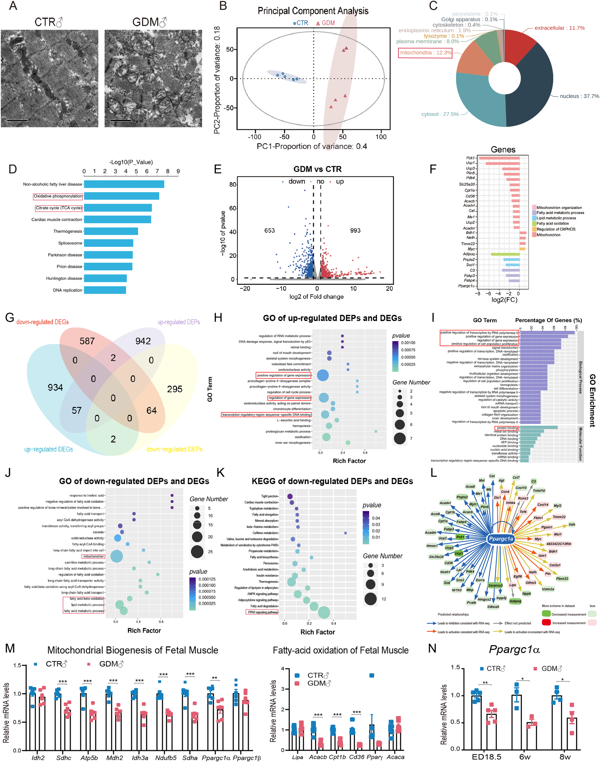 Fig. 2: RNA-seq and proteomics analysis of foetal skeletal muscle and verification.