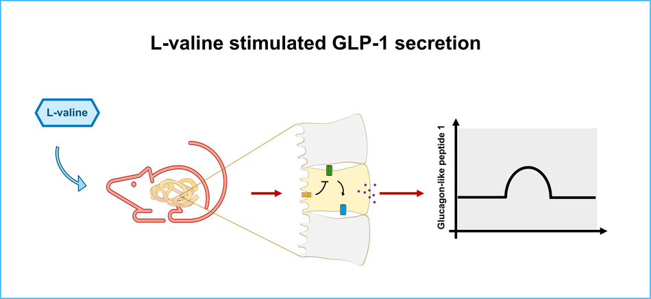 l glutamine glp 1 l-valine is a powerful stimulator of GLP-1 secretion in rodents and  stimulates secretion through ATP-sensitive potassium channels and  voltage-gated calcium channels