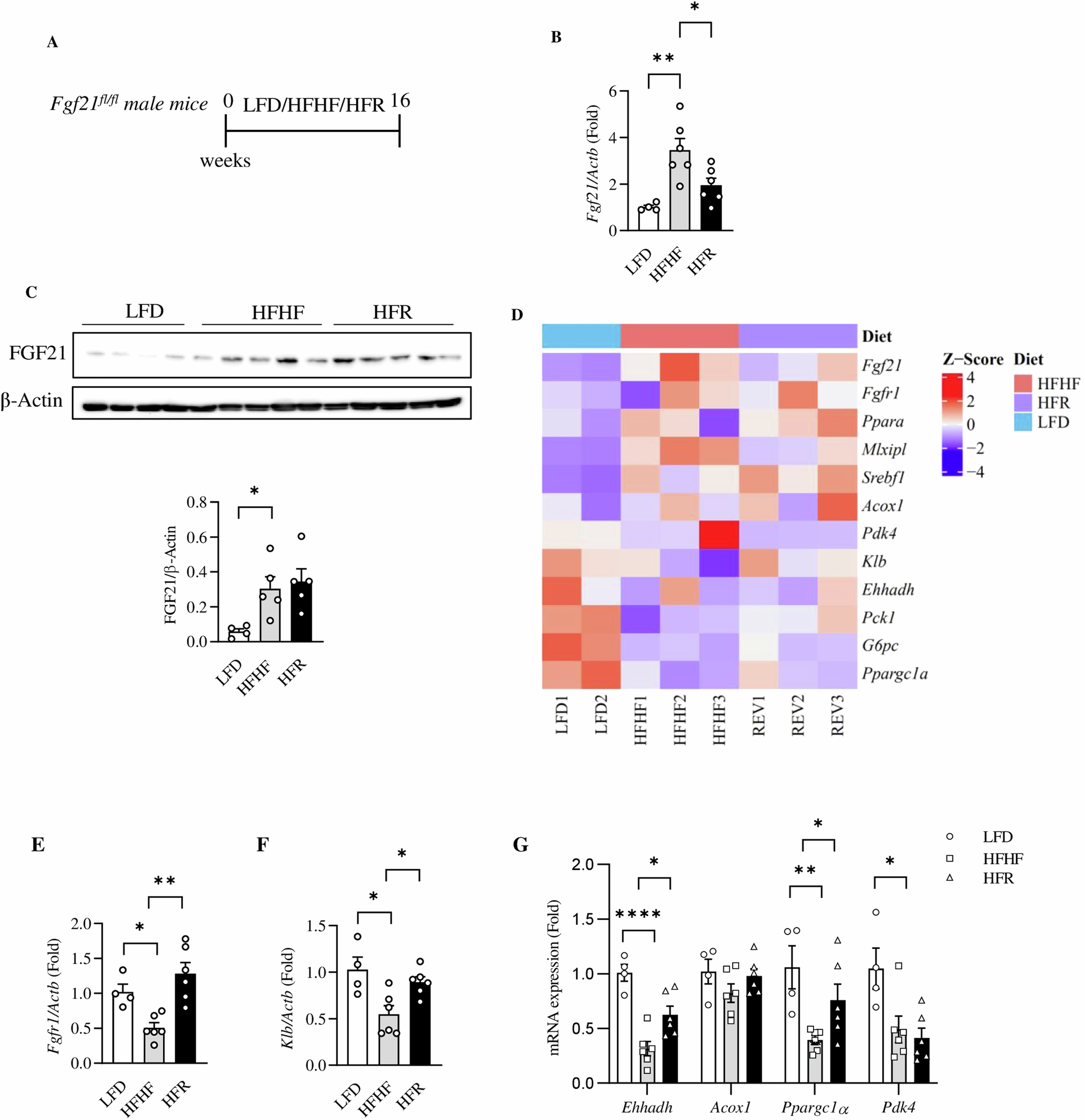 Fig. 5: Dietary resveratrol intervention targets hepatic FGF21 and FGF21 signaling in HFHF diet-challenged Fgf21fl/fl mice.