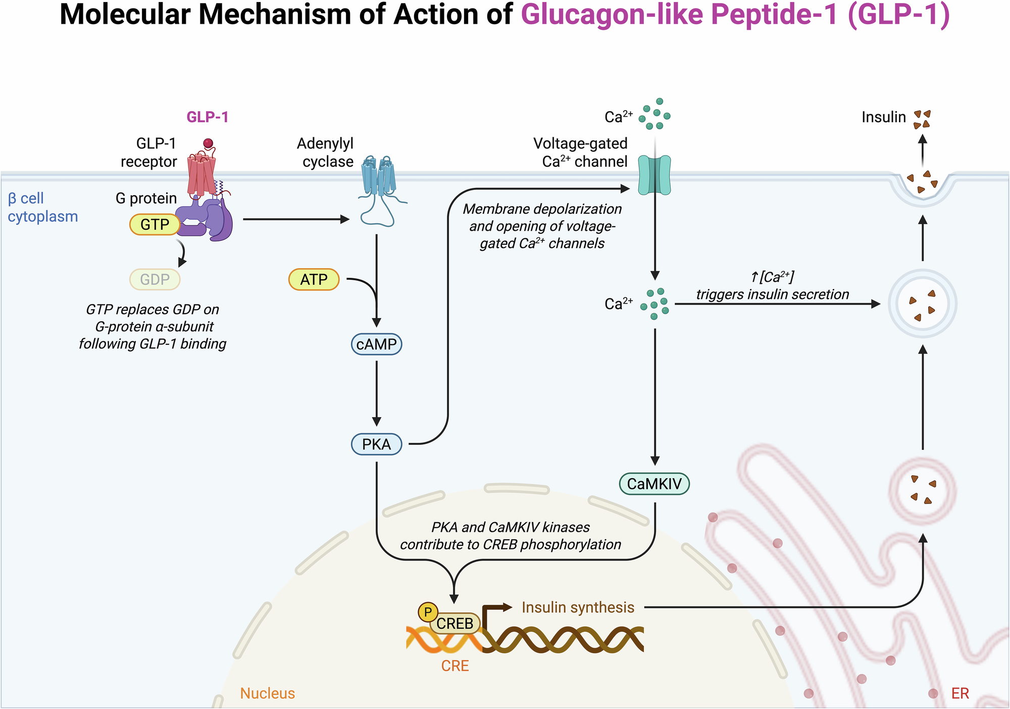 Fig. 2: Mechanism of action of GLP-1.