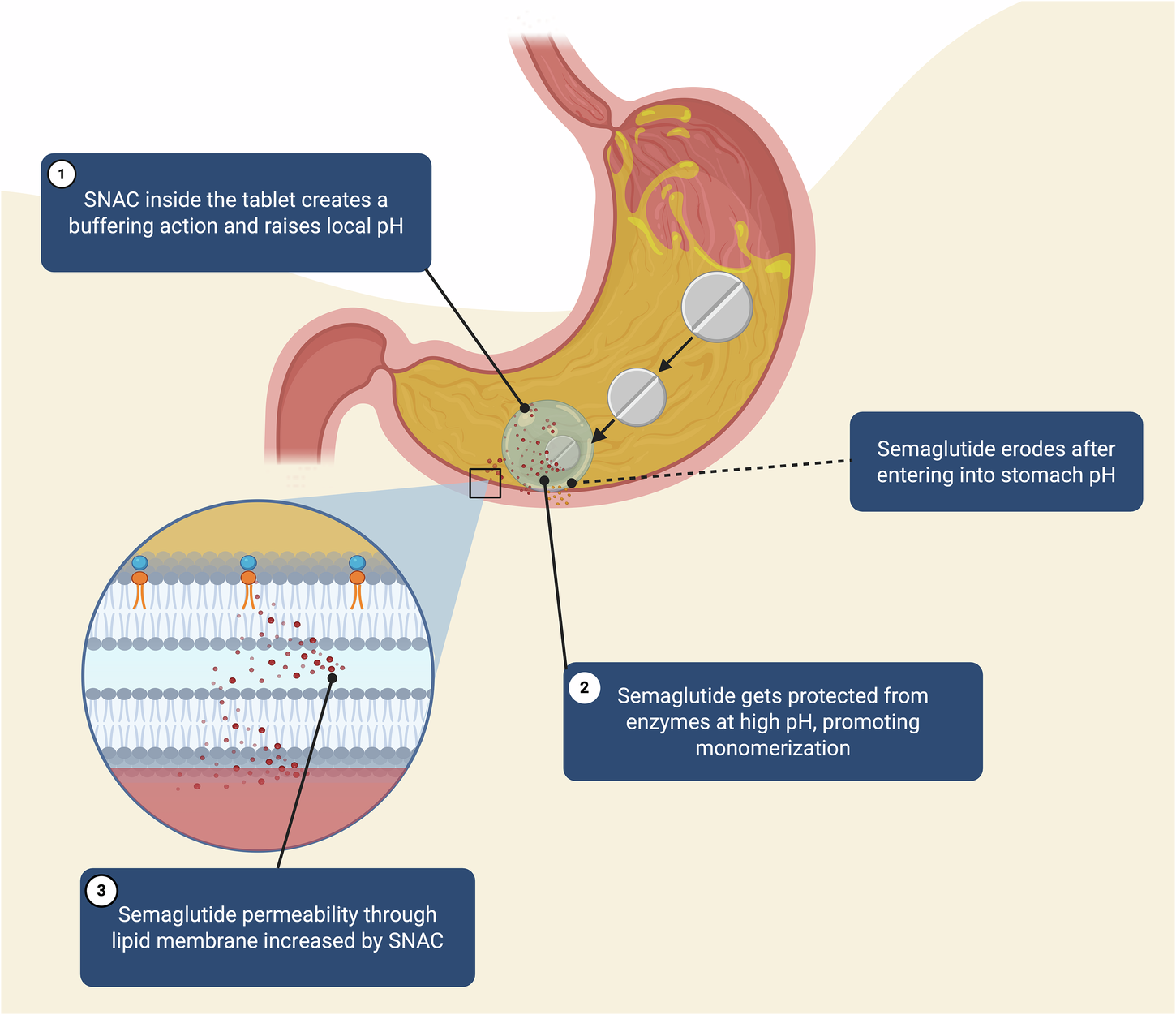 Fig. 7: SNAC technology for Semaglutide permeation.