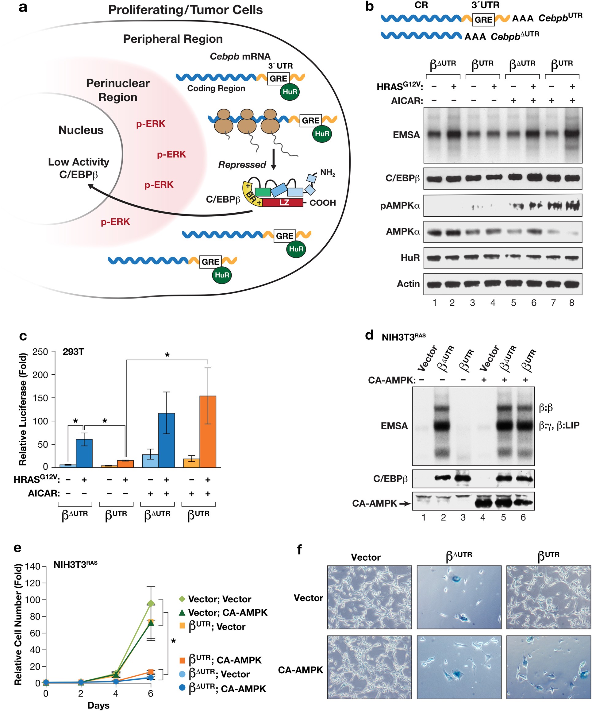 A RAS-CaMKKβ-AMPKα2 pathway promotes senescence by licensing  post-translational activation of C/EBPβ through a novel 3′UTR mechanism |  Oncogene
