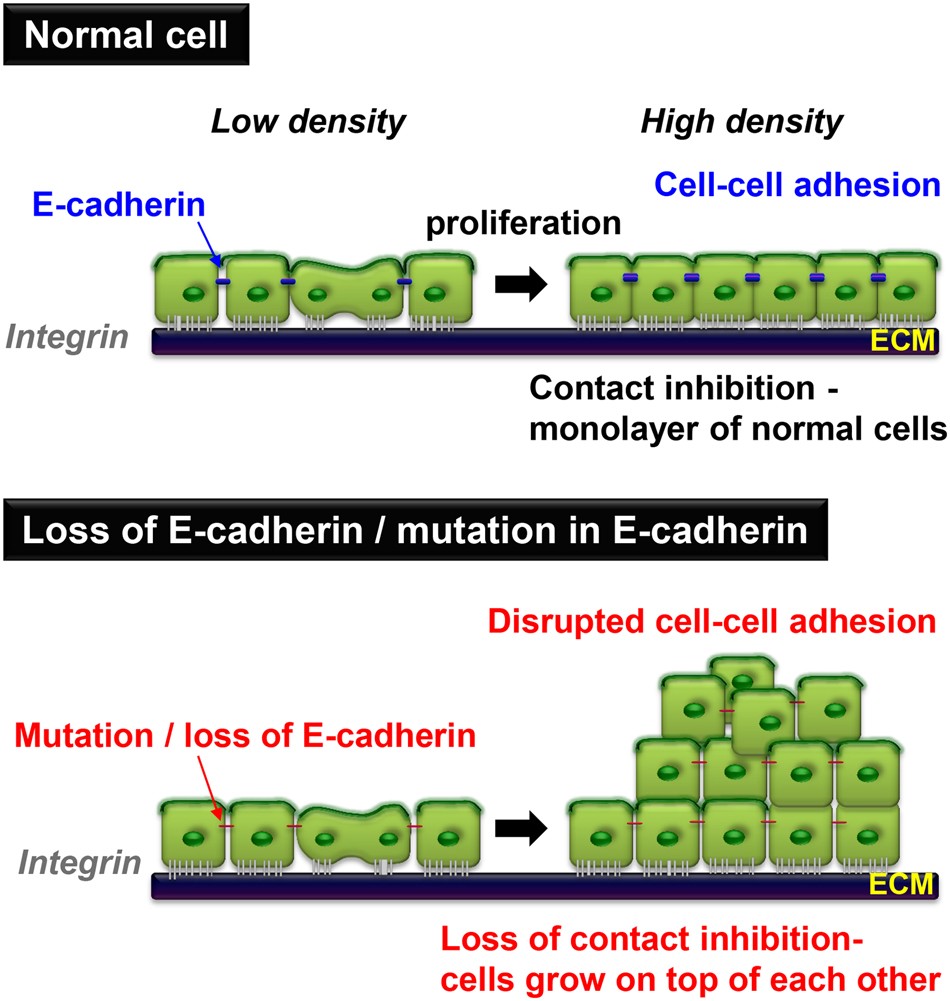 E-cadherin in contact inhibition and cancer | Oncogene