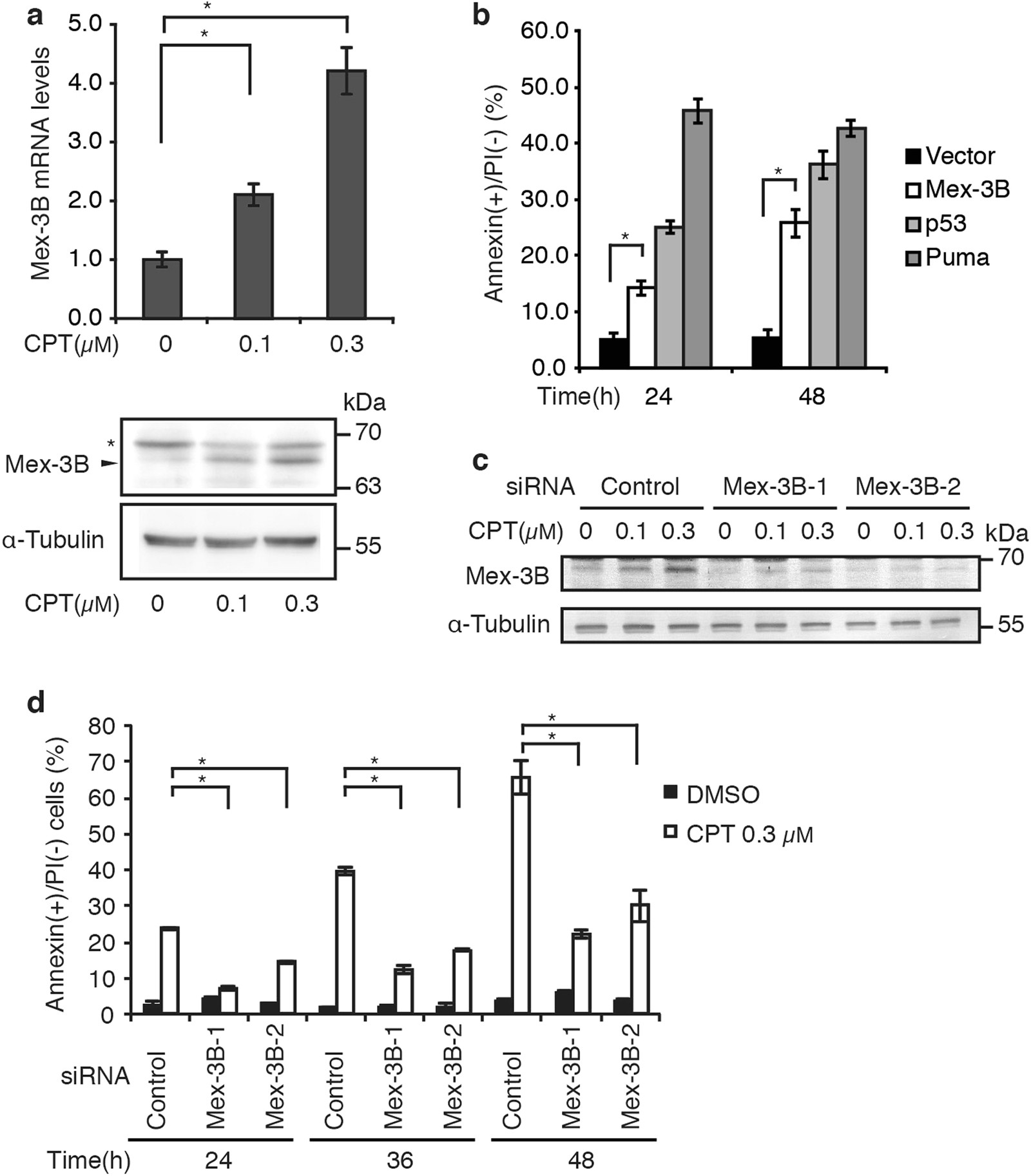 Mex-3B induces apoptosis by inhibiting miR-92a access to the Bim-3′UTR |  Oncogene