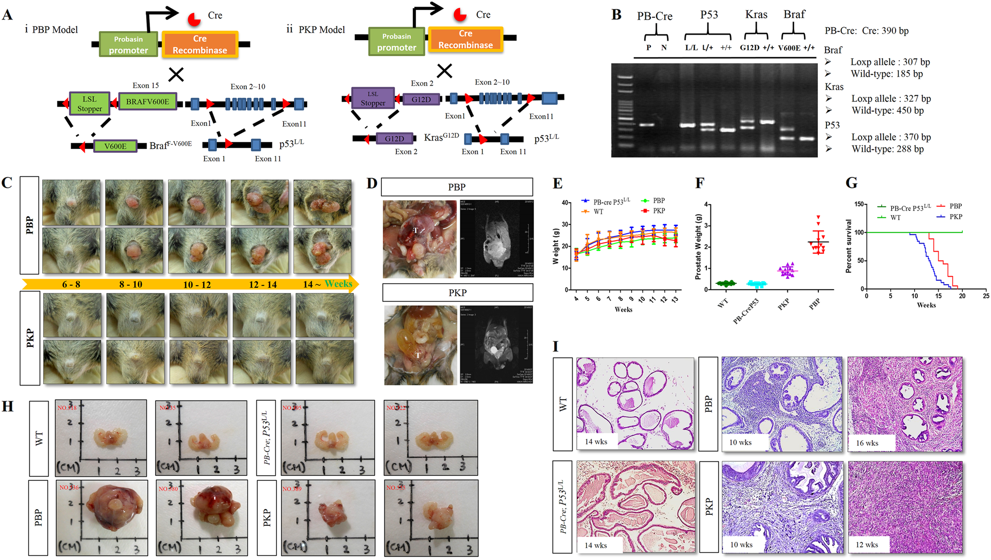 Mutant Kras-induced upregulation of CD24 enhances prostate cancer stemness  and bone metastasis | Oncogene