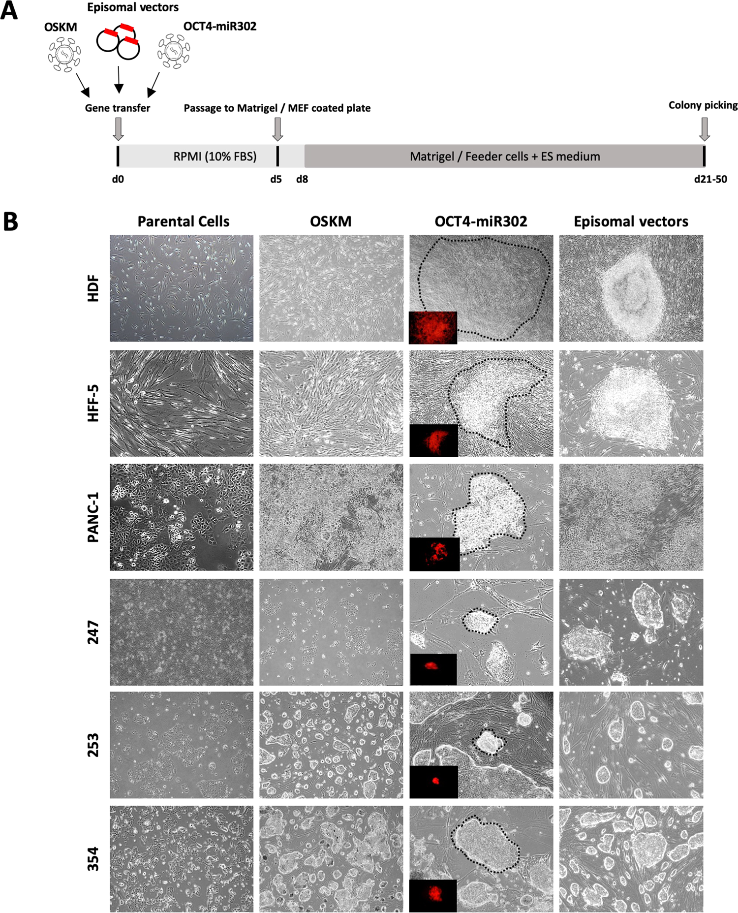 Epigenetic reprogramming of primary pancreatic cancer cells counteracts  their in vivo tumourigenicity | Oncogene
