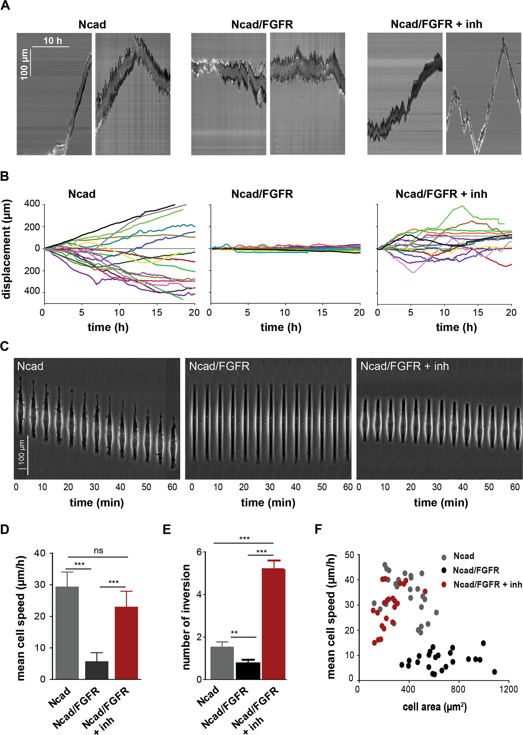 Enhanced Cell Cell Contact Stability And Decreased N Cadherin