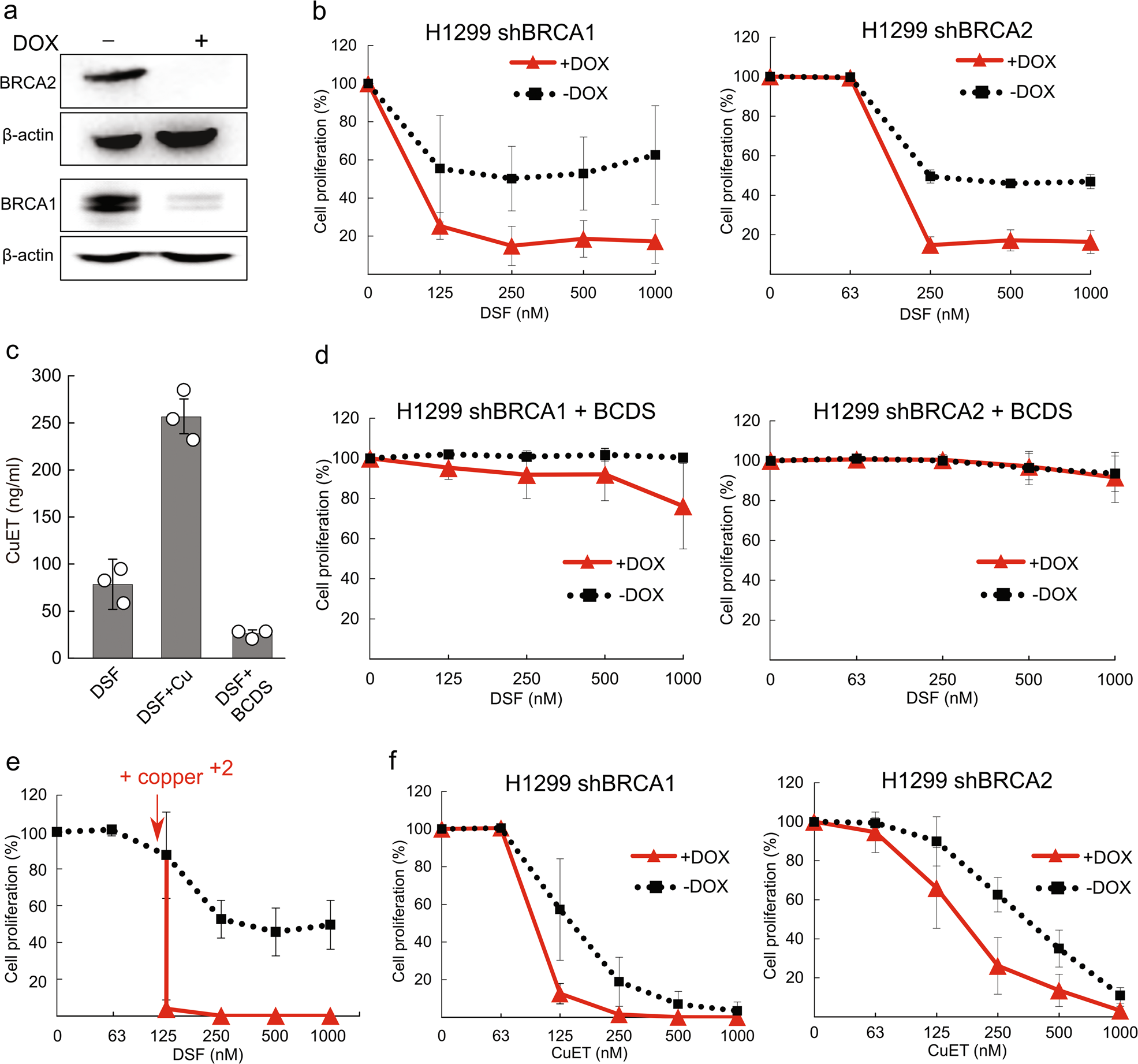 Disulfiram's anti-cancer activity reflects targeting NPL4, not inhibition  of aldehyde dehydrogenase | Oncogene