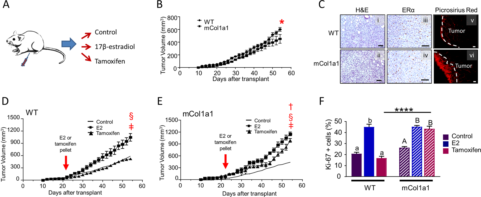 Dynamic Interactions Between The Extracellular Matrix And Estrogen Activity In Progression Of Er Breast Cancer Oncogene