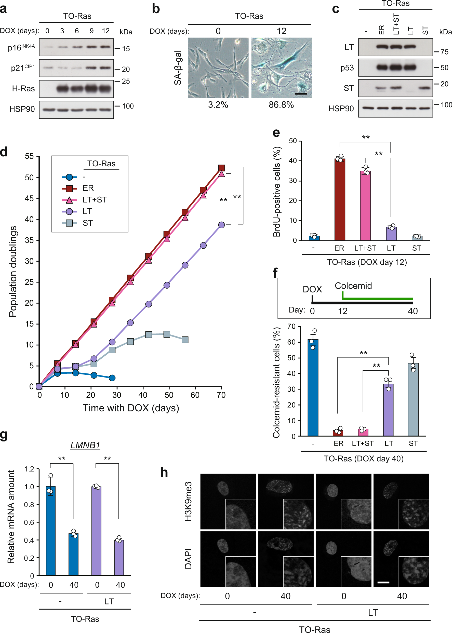 A fail-safe system to prevent oncogenesis by senescence is targeted by SV40  small T antigen | Oncogene