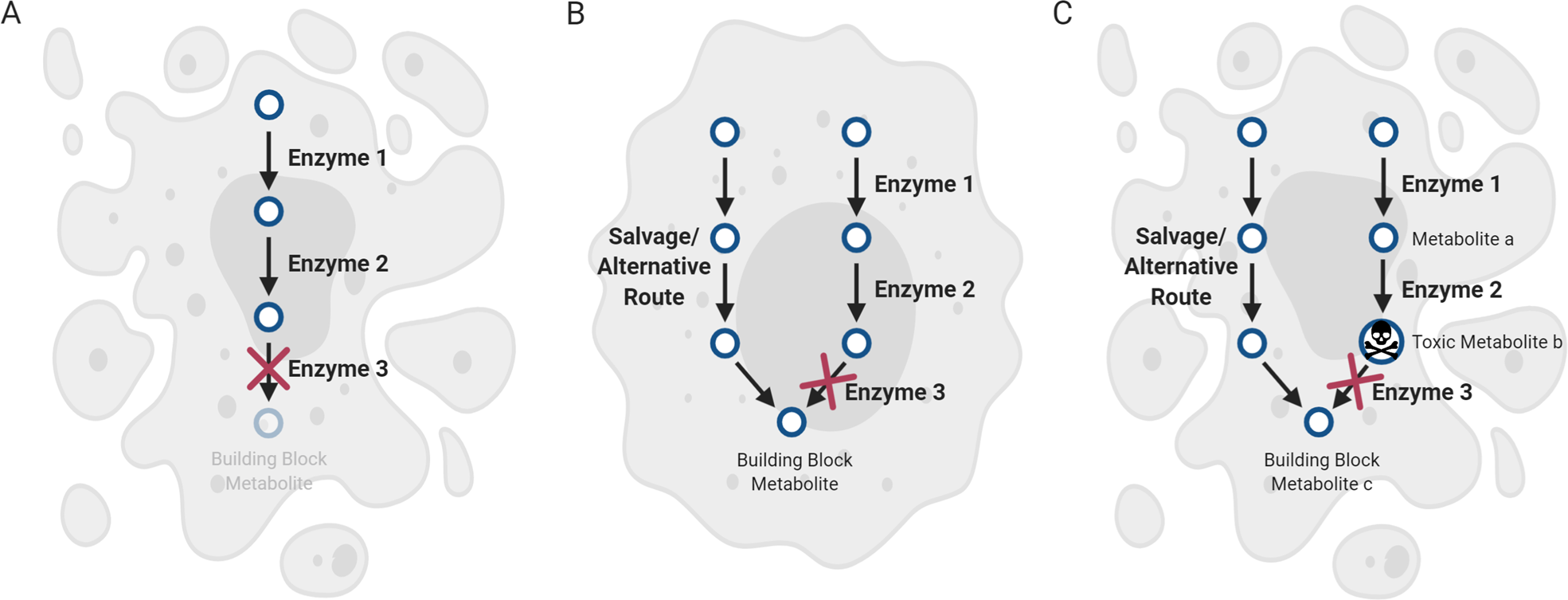 Fig. 1: Scenarios for targeting metabolic enzymes that produce essential cellular building blocks in cancer.