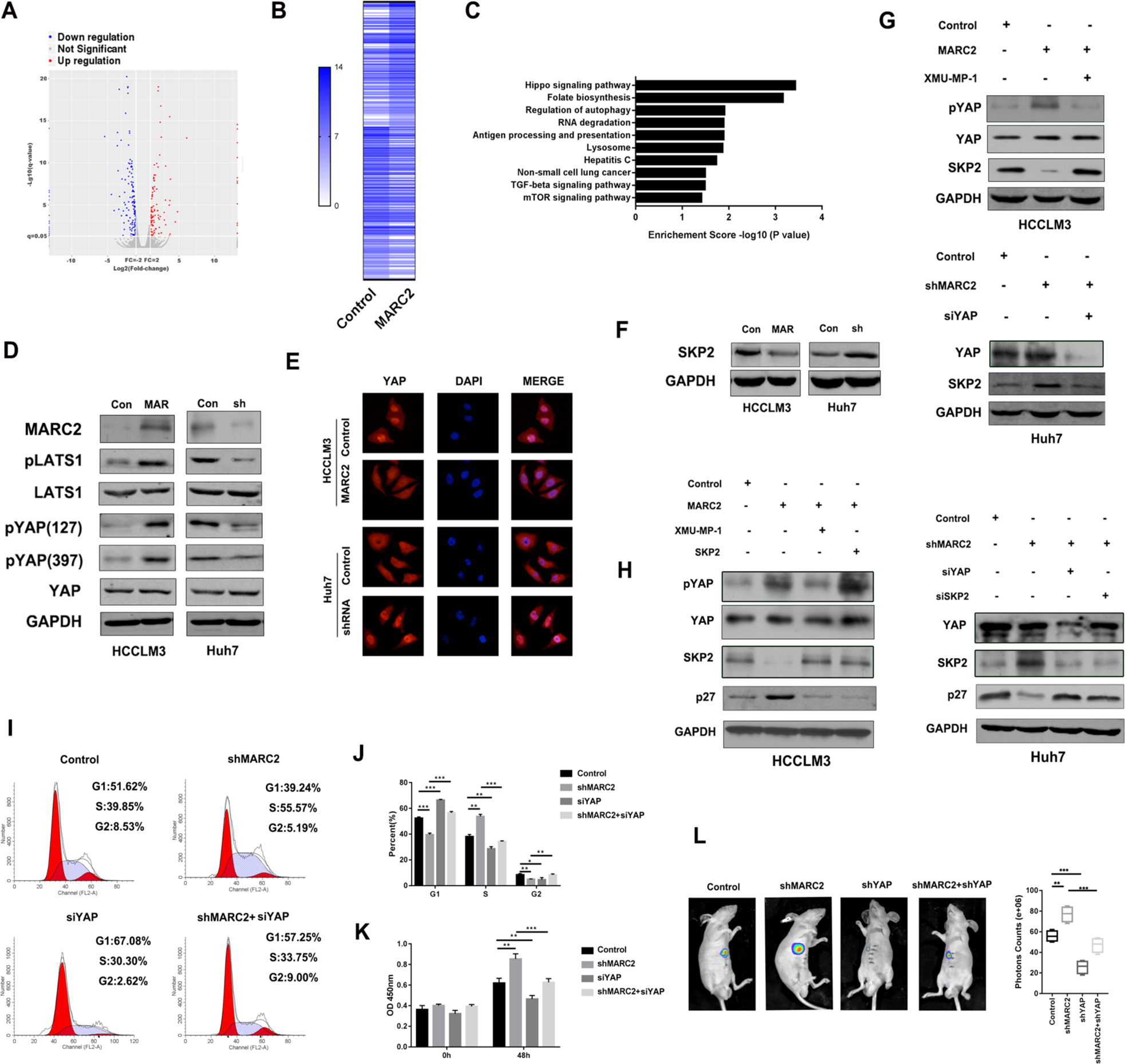 Fig. 4: MARC2 regulates the expression of p27 via Hippo signaling pathway.