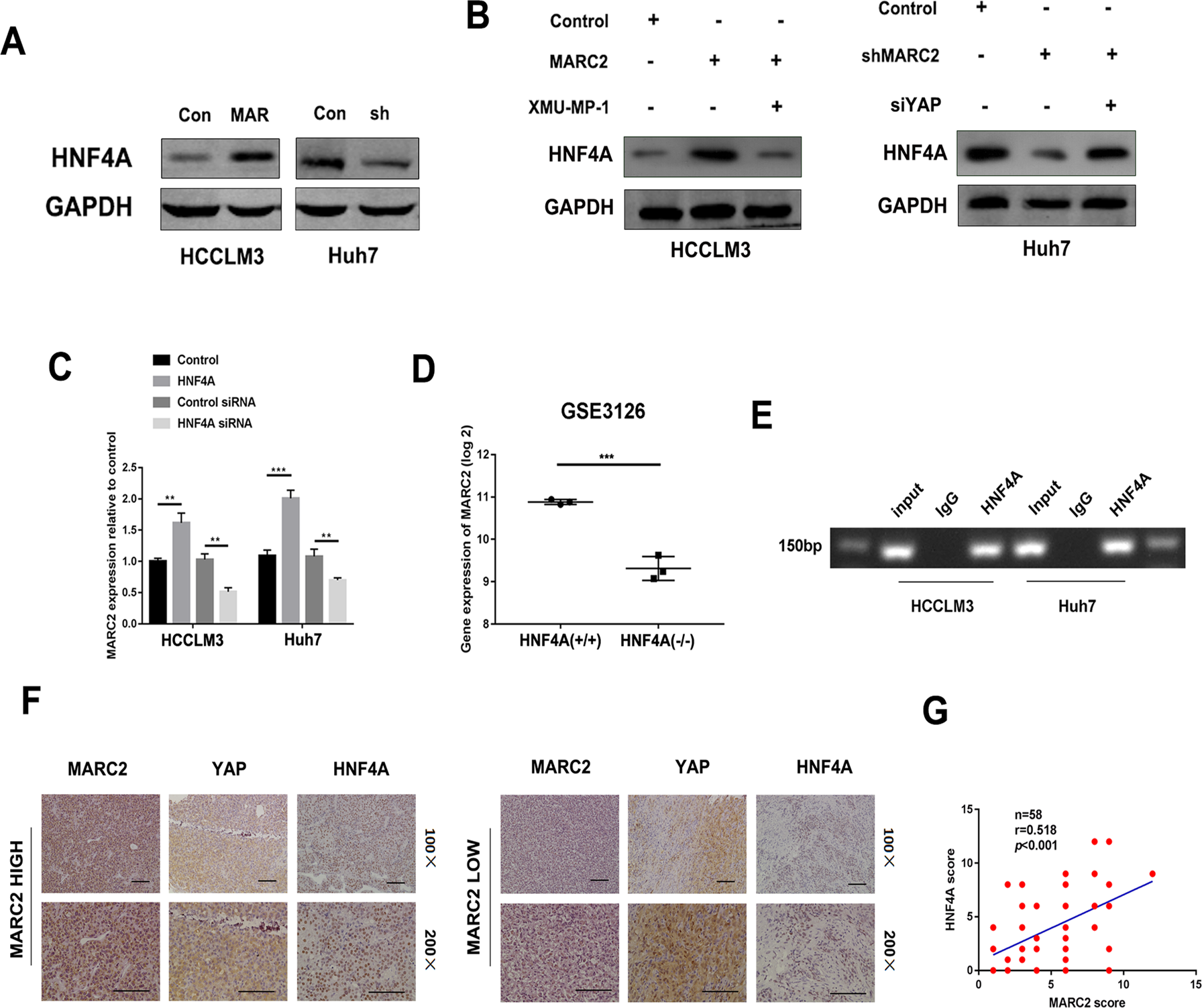 Fig. 5: MARC2 regulates HNF4A by formation of a feedback loop via the Hippo signaling pathway.