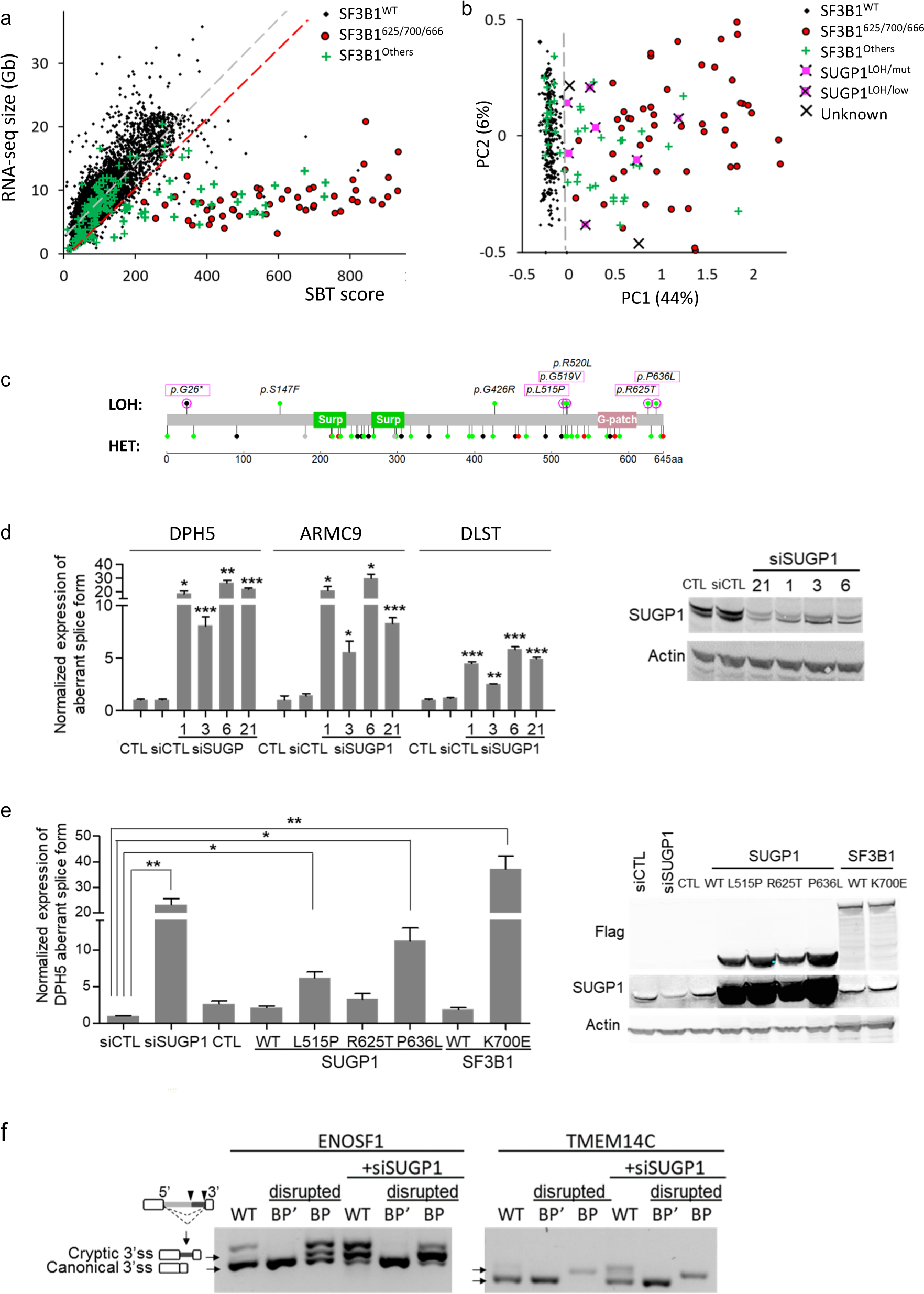 Genetic Alterations Of Sugp1 Mimic Mutant Sf3b1 Splice Pattern In Lung Adenocarcinoma And Other Cancers Oncogene Genetic Alterations Of Sugp1 Mimic Mutant Sf3b1 Splice Pattern In Lung Adenocarcinoma And Other Cancers Oncogene