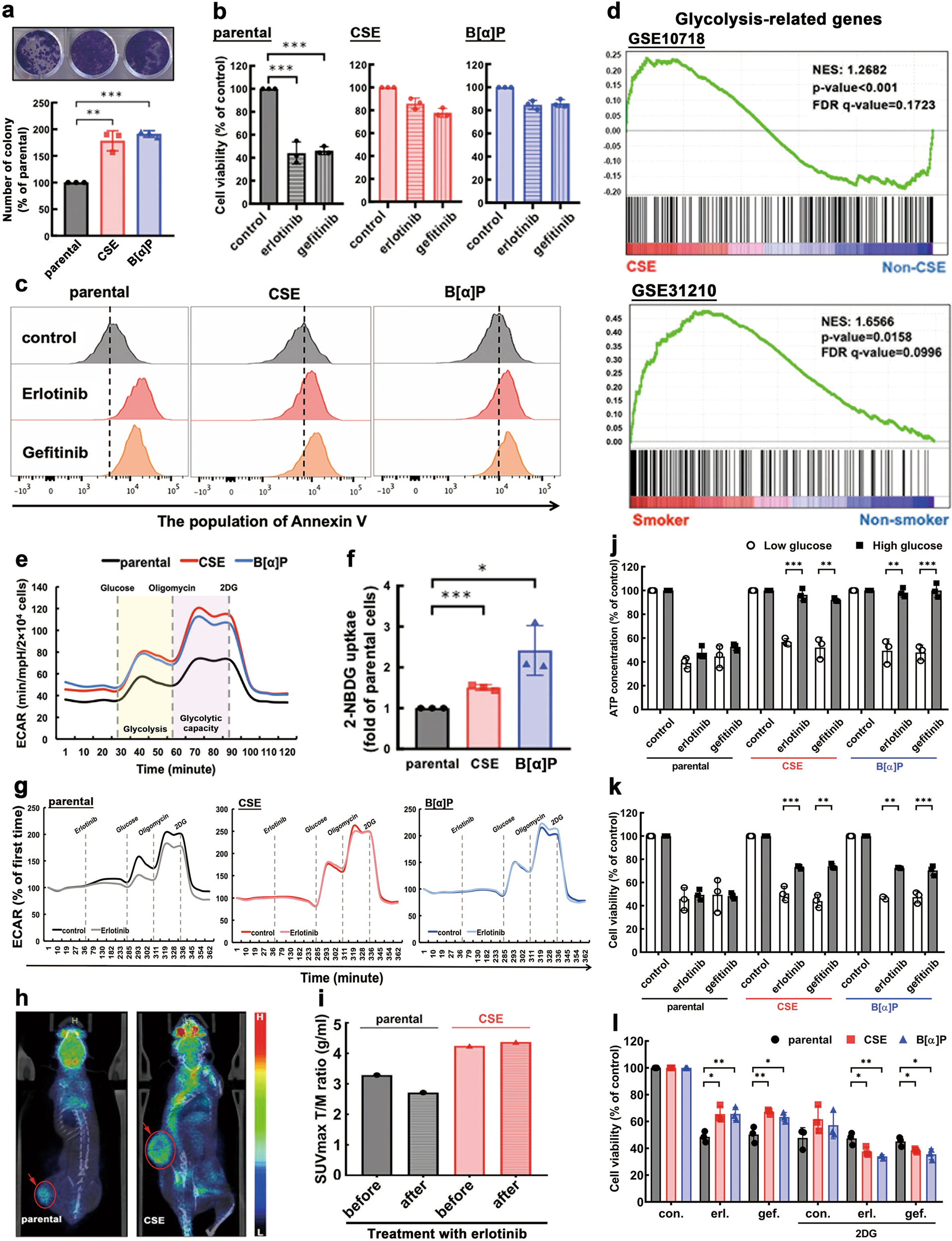 Cigarette smoke-induced LKB1/AMPK pathway deficiency reduces EGFR TKI  sensitivity in NSCLC | Oncogene