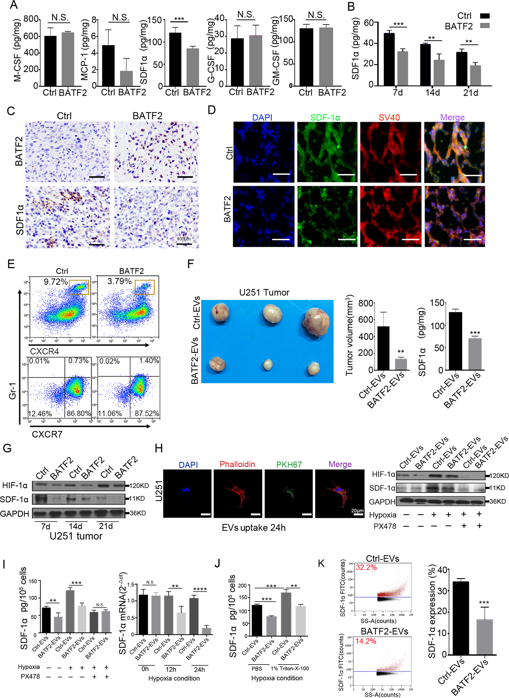 Fig. 4: BATF2 inhibits SDF-1α expression and CXCR4-positive MDSCs infiltration in intracranial tumours.