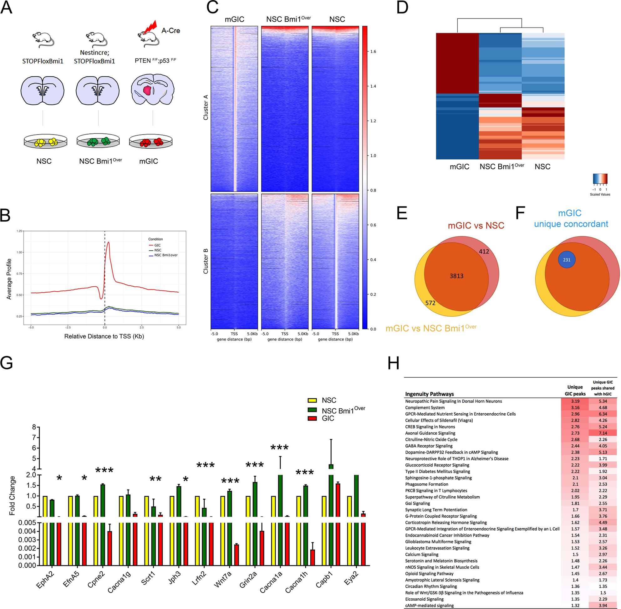 Polycomb-mediated repression of EphrinA5 promotes growth and invasion of  glioblastoma | Oncogene
