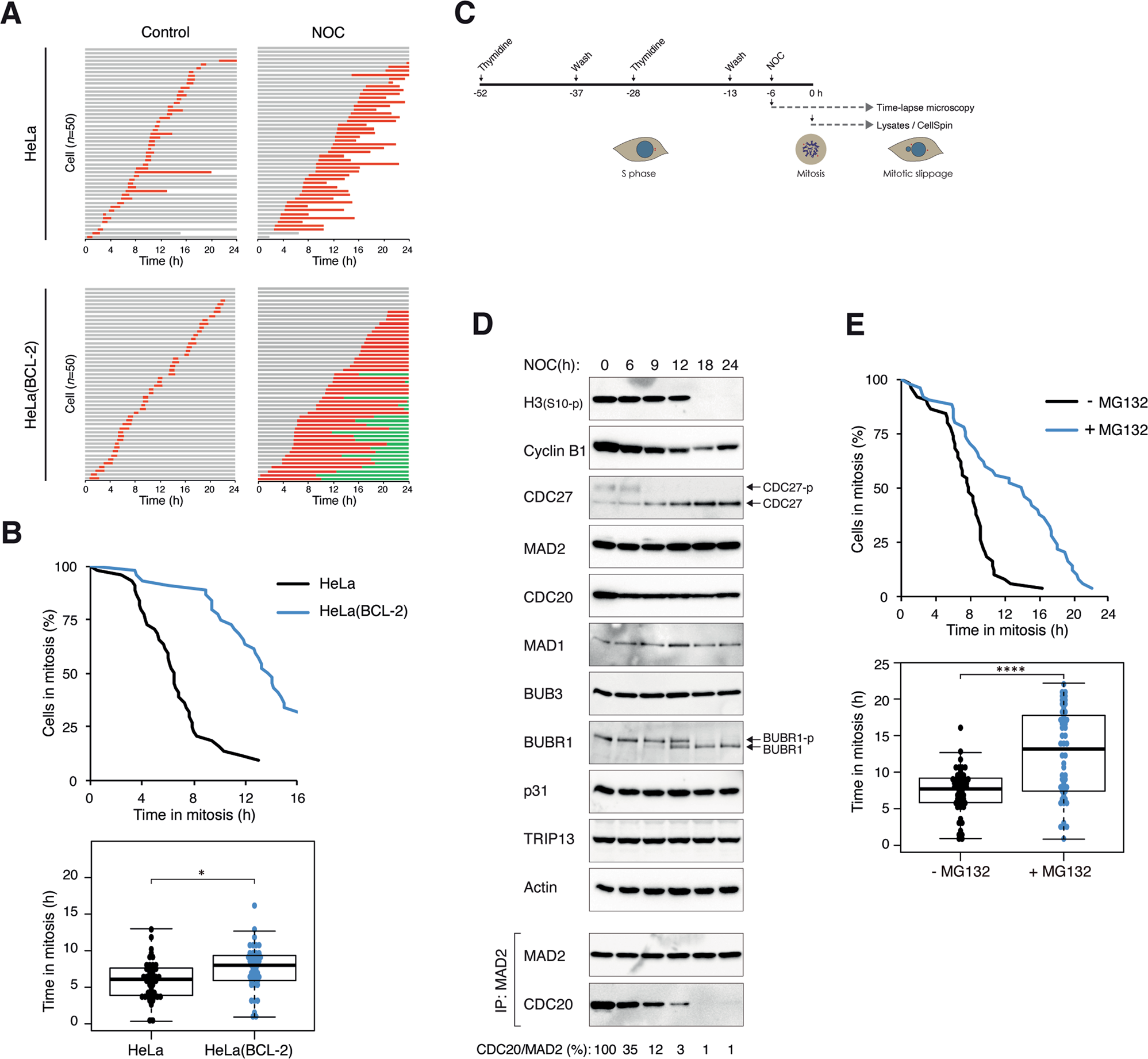 Mitotic slippage is determined by p31comet and the weakening of the  spindle-assembly checkpoint | Oncogene