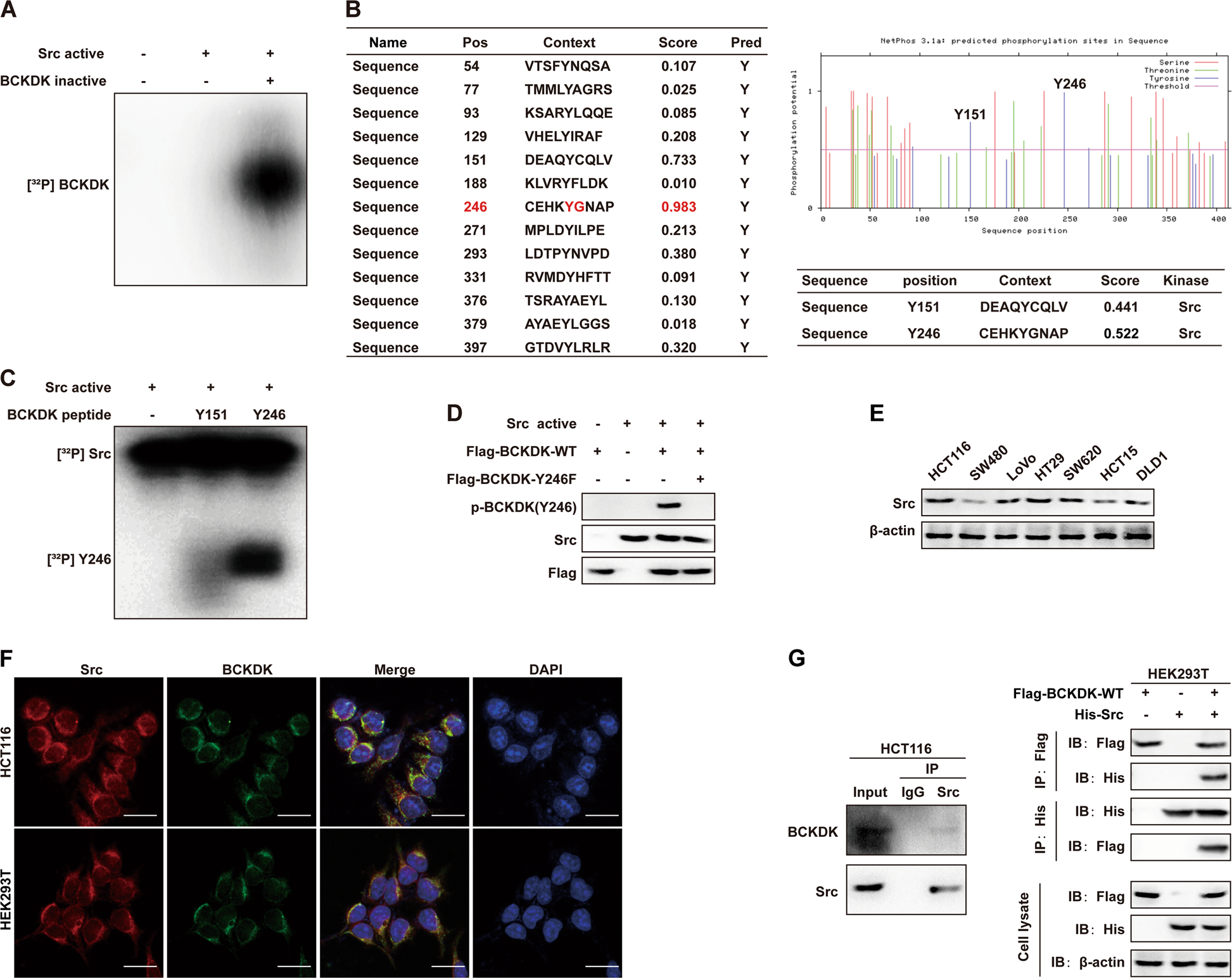 Fig. 3: Src binds with and phosphorylates BCKDK at the Y246 site in vitro.