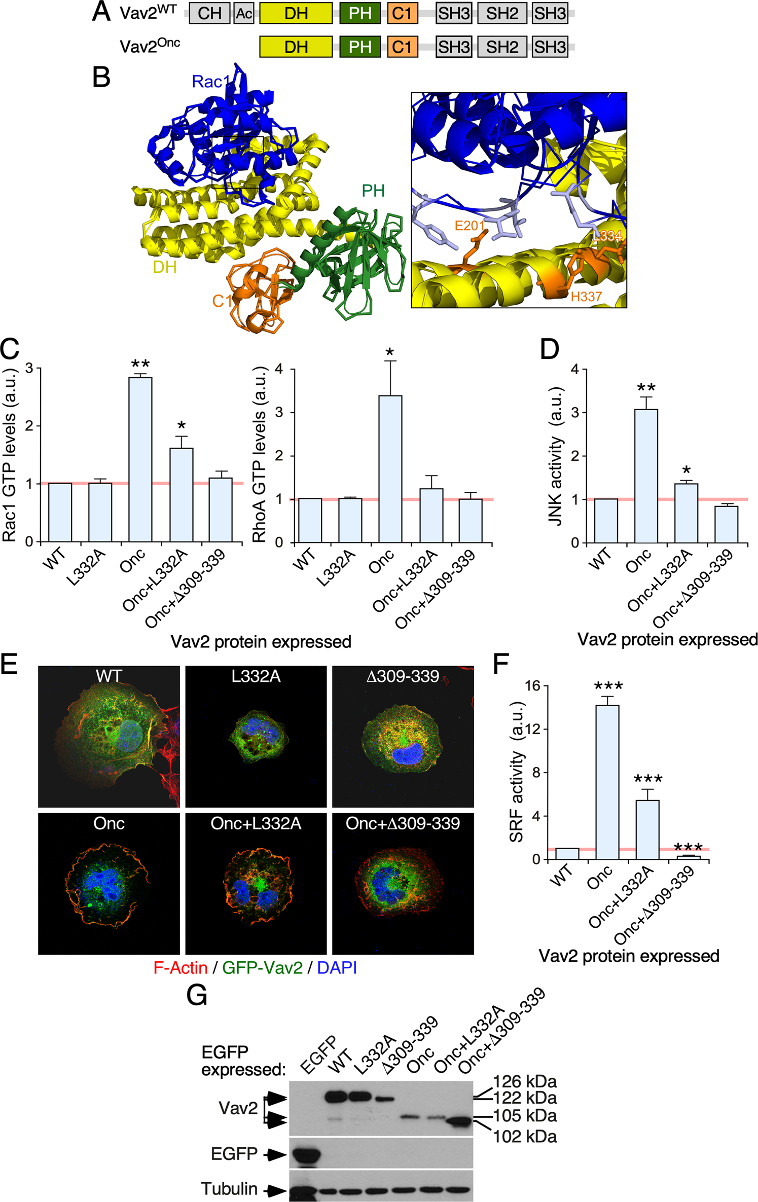 Vav2 pharmaco-mimetic mice reveal the therapeutic value and caveats of the  catalytic inactivation of a Rho exchange factor | Oncogene
