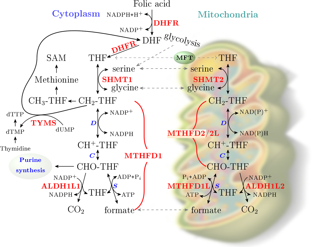 Therapeutic targeting of the mitochondrial one-carbon pathway:  perspectives, pitfalls, and potential | Oncogene