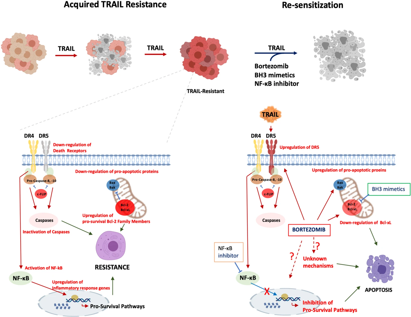 Model of acquired TRAIL resistance and re-sensitization