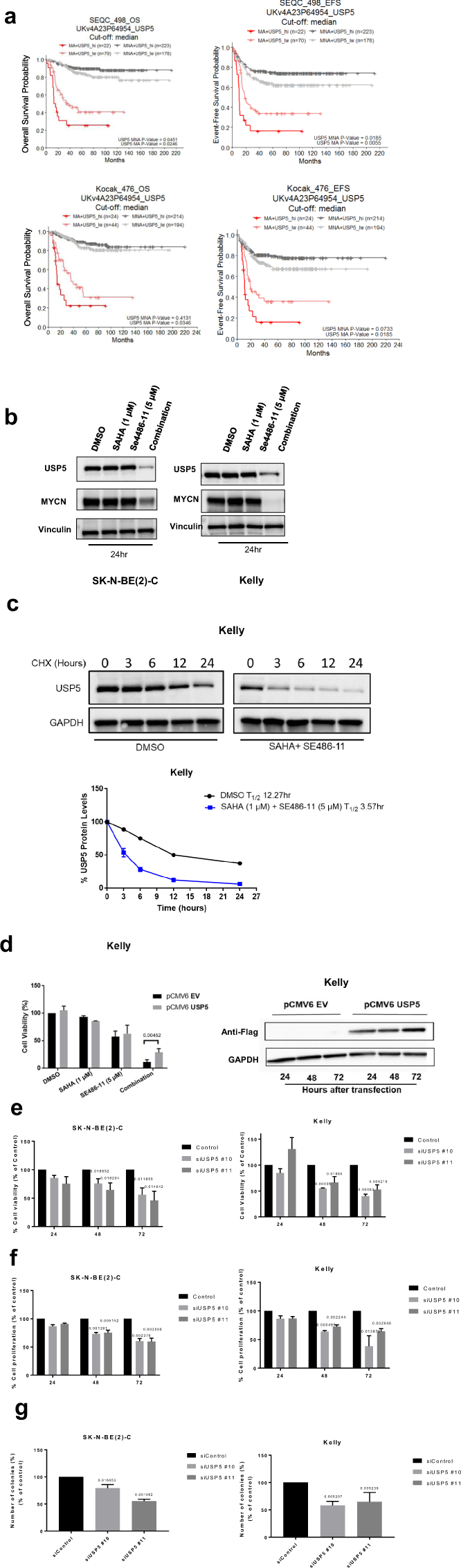 Fig. 4: USP5 is a target of combination therapy in neuroblastoma cells.