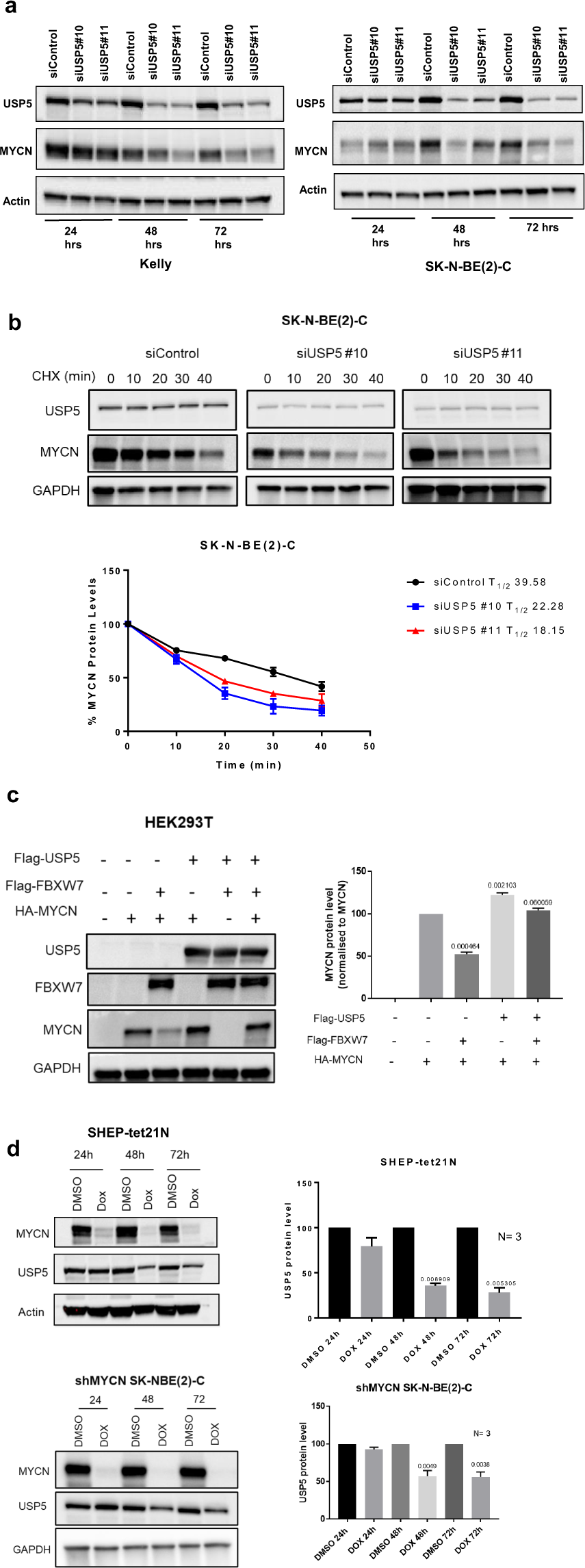Fig. 5: Expression of USP5 and MYCN are linked in a forward feedback loop, which can be inhibited by combination therapy effects on Lys48-specific polyubiquitin chains.