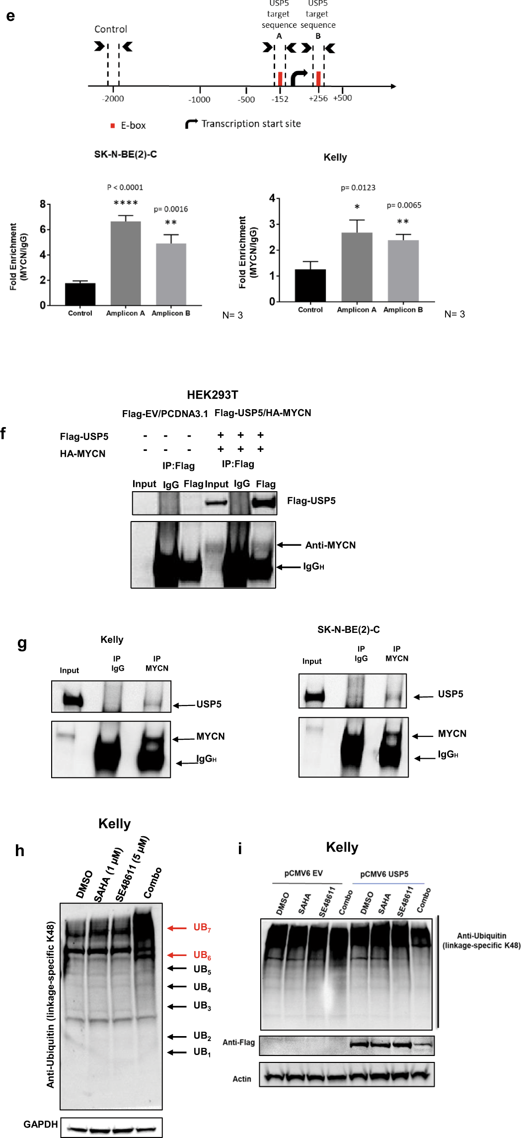 Fig. 5: Expression of USP5 and MYCN are linked in a forward feedback loop, which can be inhibited by combination therapy effects on Lys48-specific polyubiquitin chains.