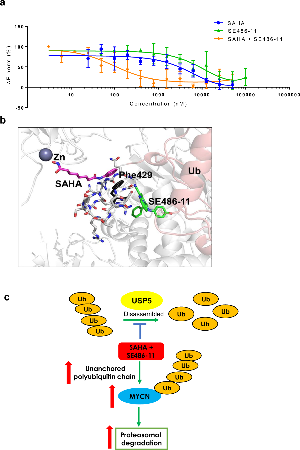 Fig. 6: SAHA and SE486-11 bind directly to USP5.