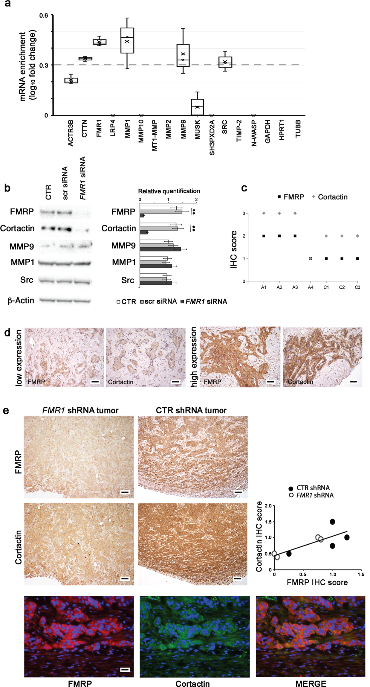 Fig. 7: FMRP binds cortactin mRNA and regulates its expression.
