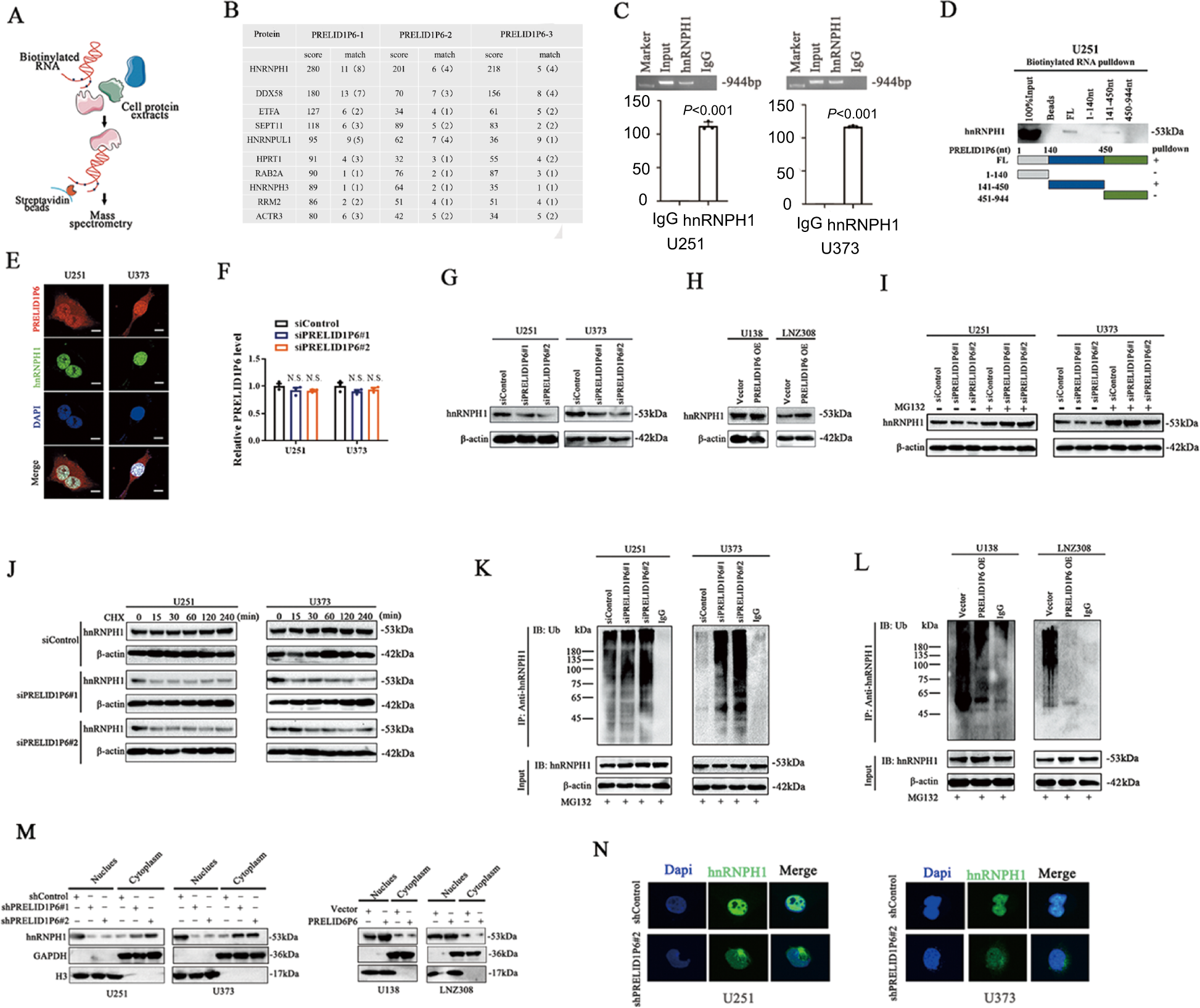 Fig. 3: PRELID1P6 interacts with hnRNPH1 and prevents ubiquitination (Ub)-mediated degradation of hnRNPH1.
