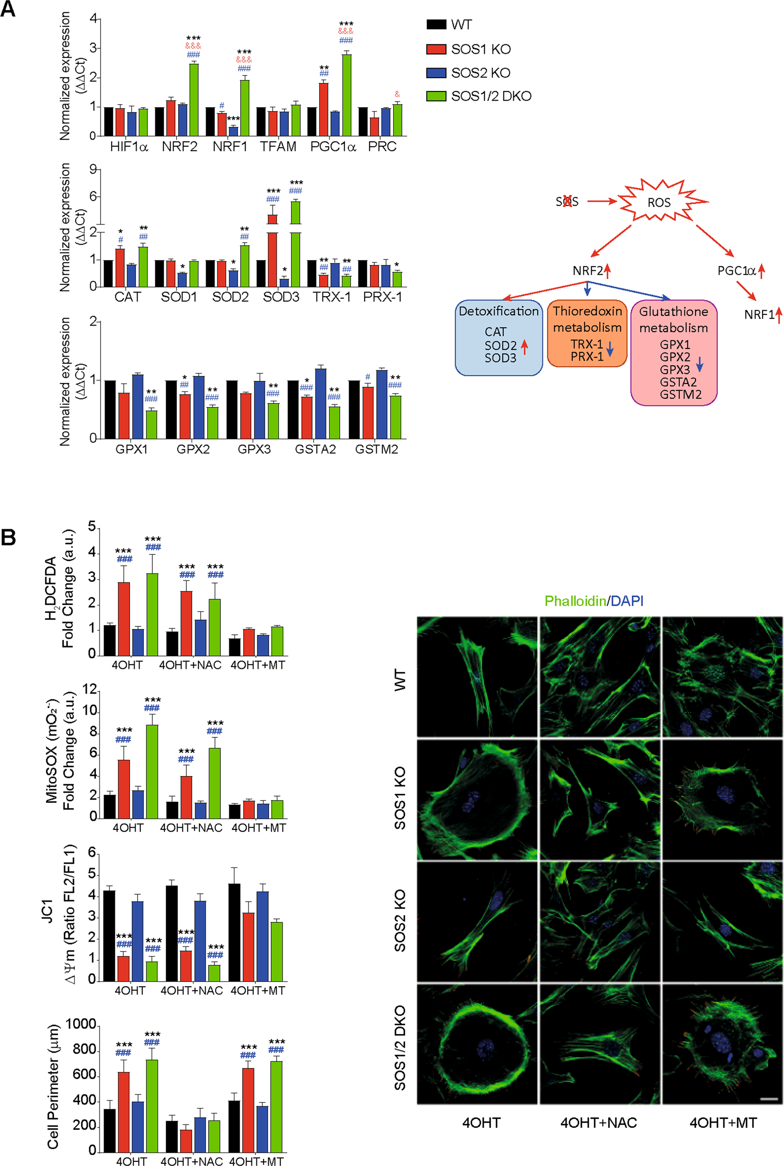 Critical requirement of SOS1 RAS-GEF function for mitochondrial dynamics,  metabolism, and redox homeostasis | Oncogene