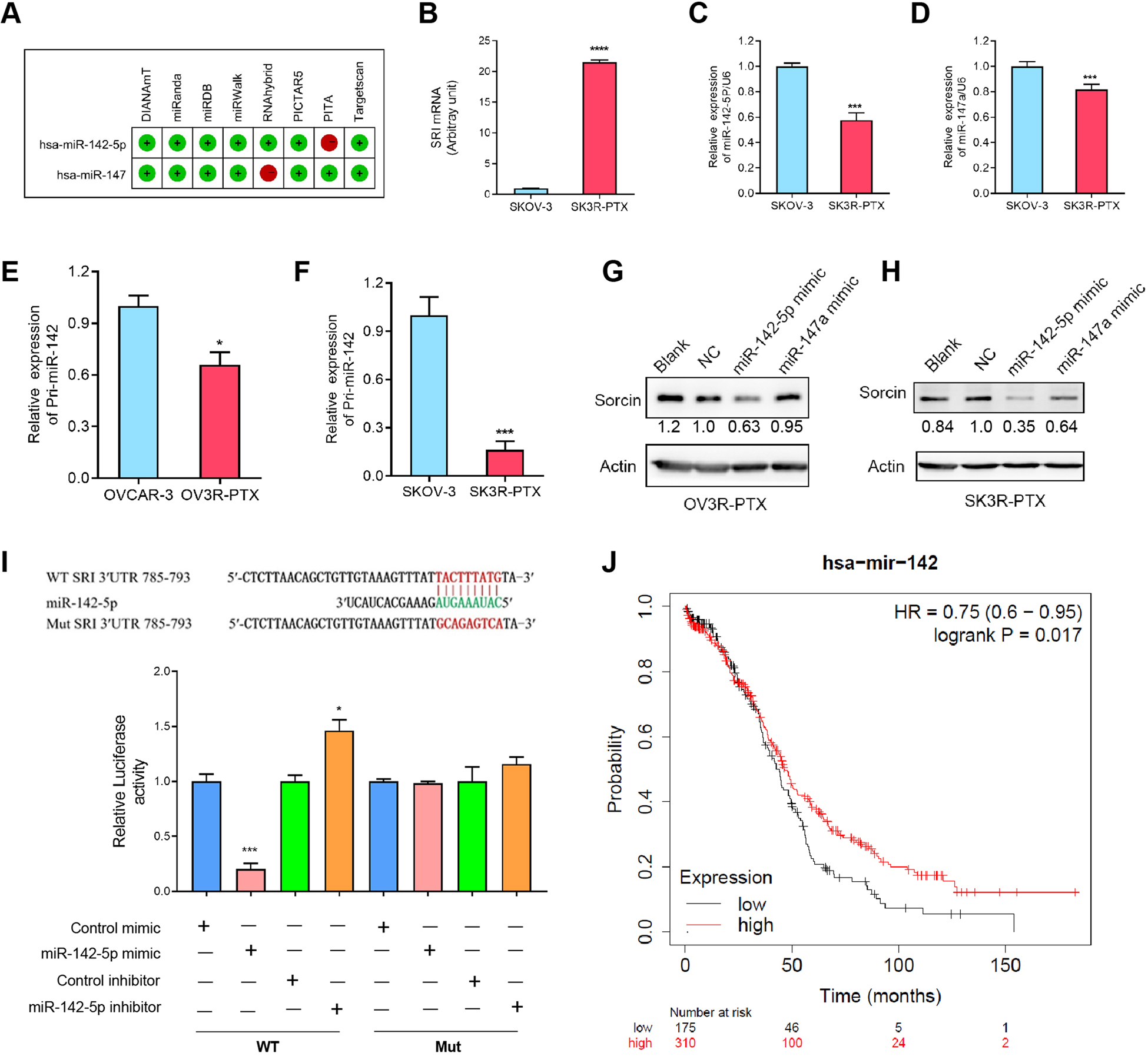 Fig. 4: Effect of miR-142-5p on sorcin (SRI) expression.