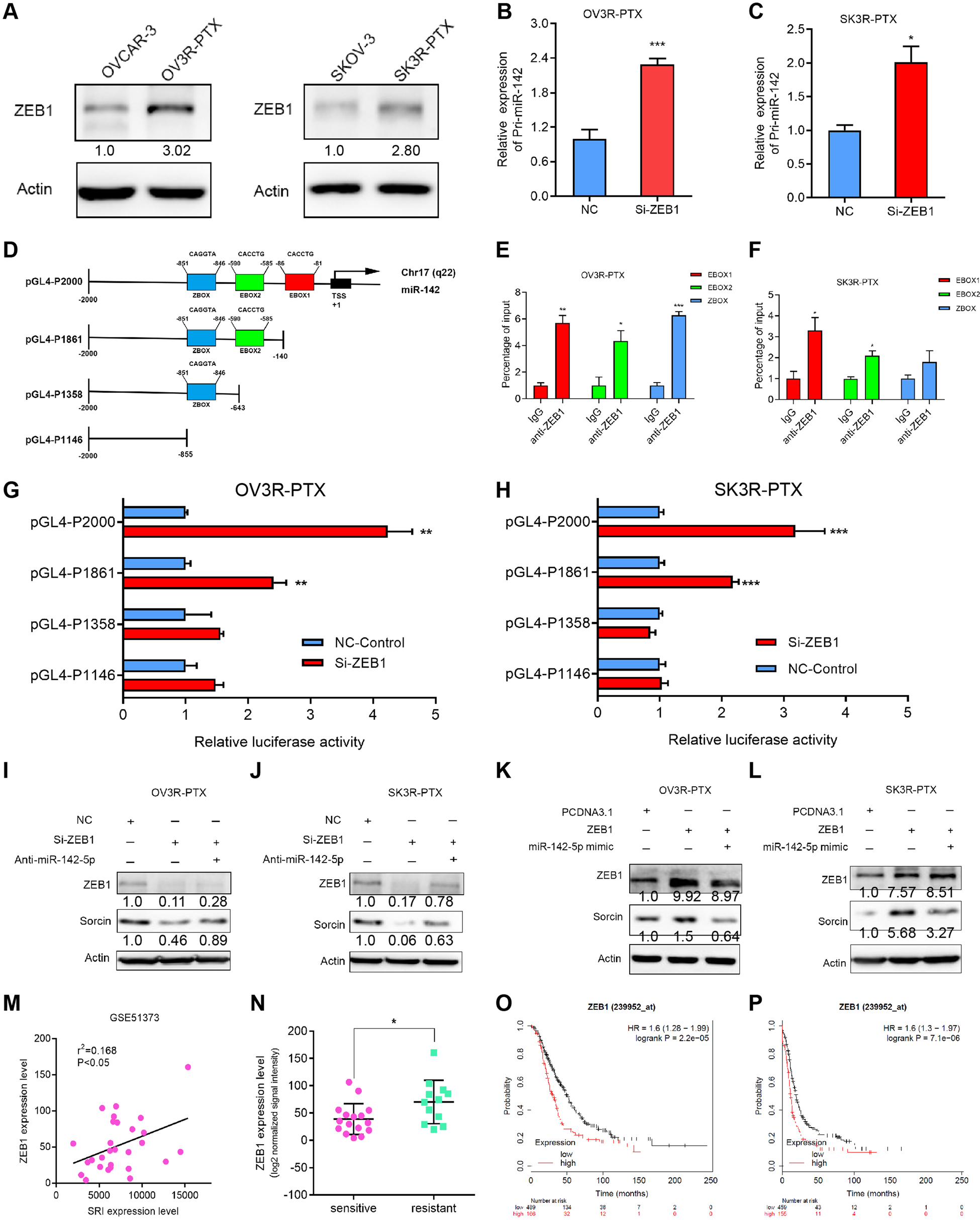 Fig. 6: Regulation of ZEB1 on miR-142-5p expression.