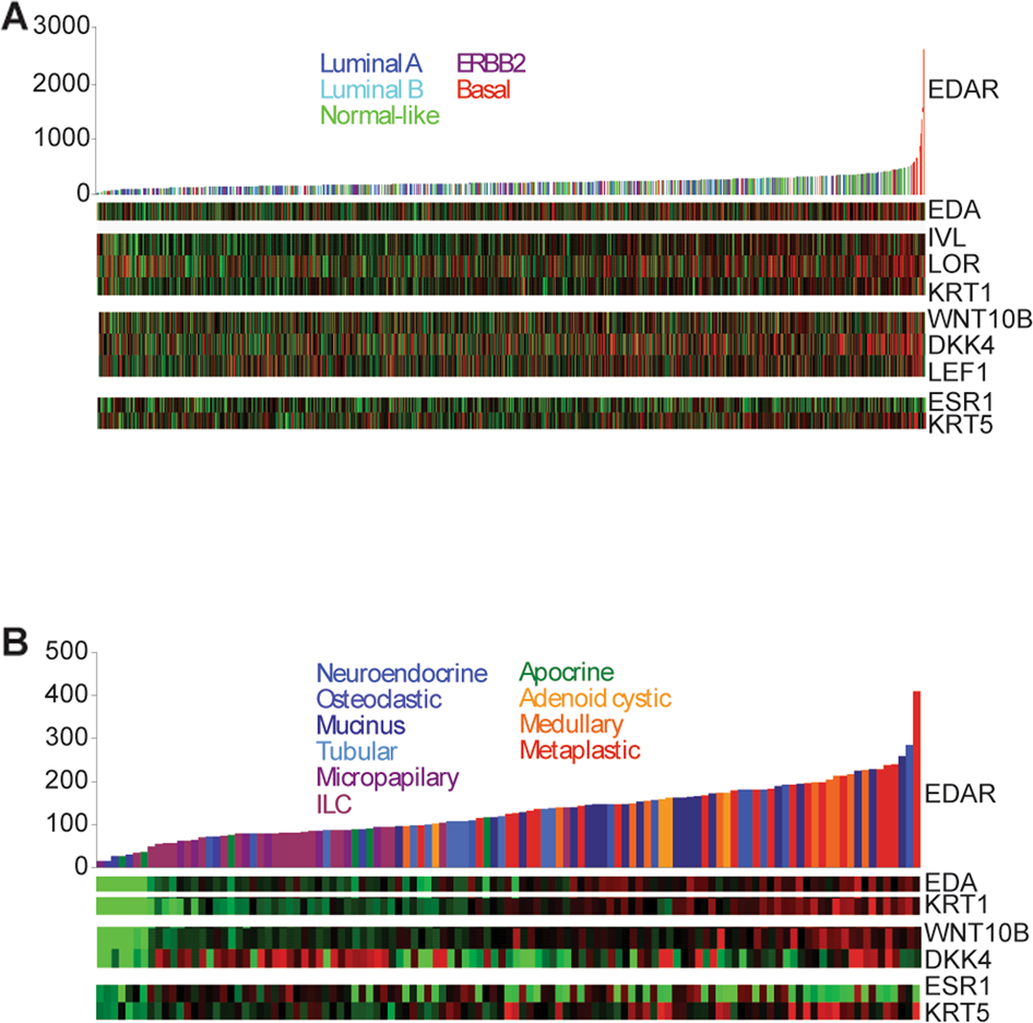 Elevated EDAR signalling promotes mammary gland tumourigenesis with  squamous metaplasia | Oncogene
