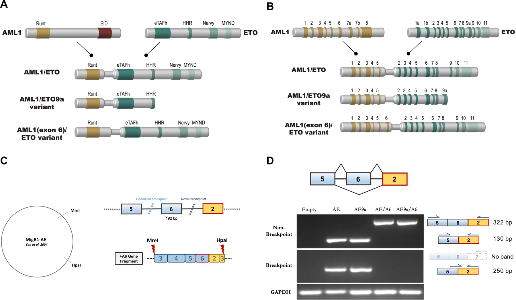 Aml1 Eto And Its Function As A Regulator Of Gene Transcription Via Epigenetic Mechanisms Oncogene