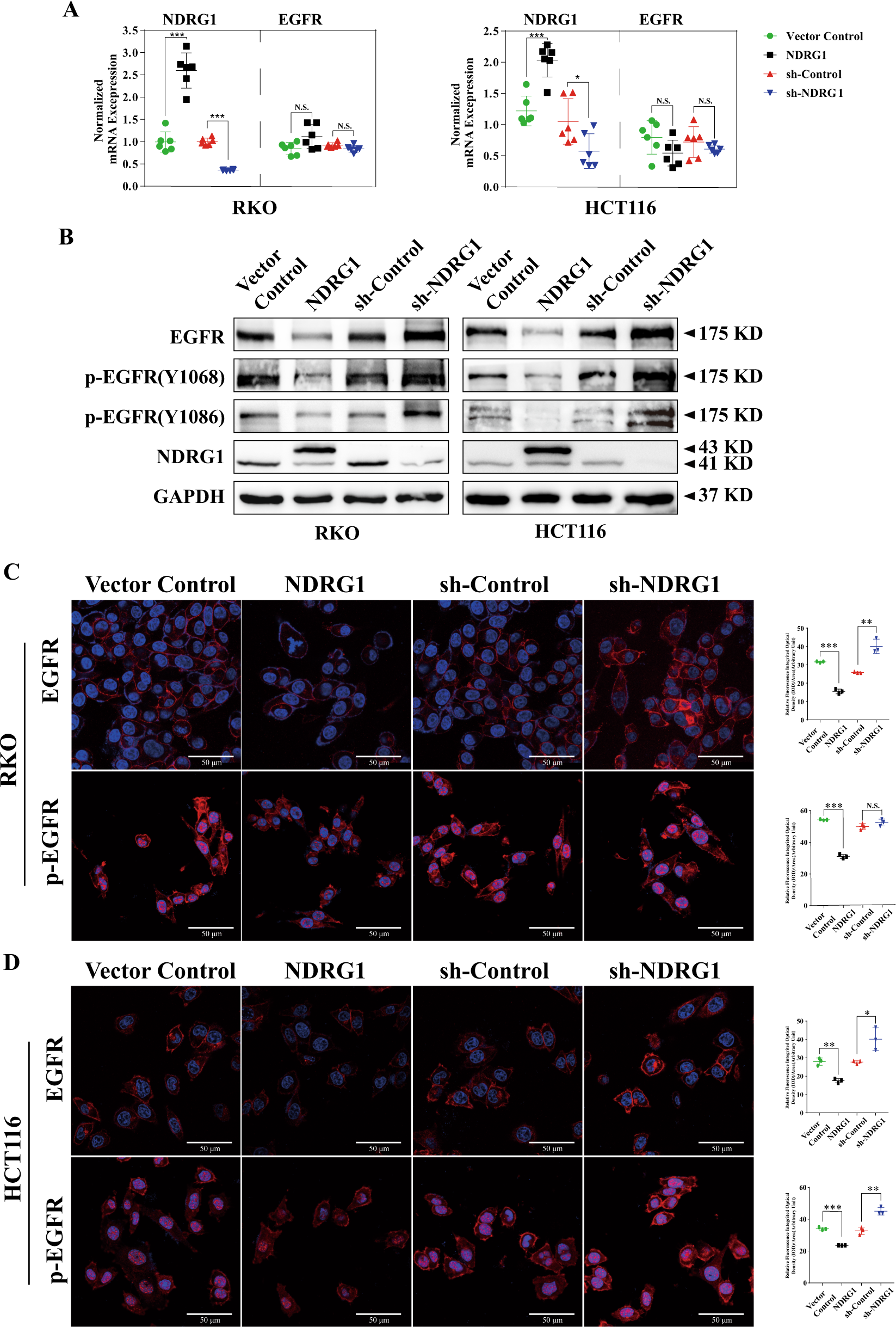 Fig. 2: NDRG1 reduces EGFR protein expression in CRC cell lines.