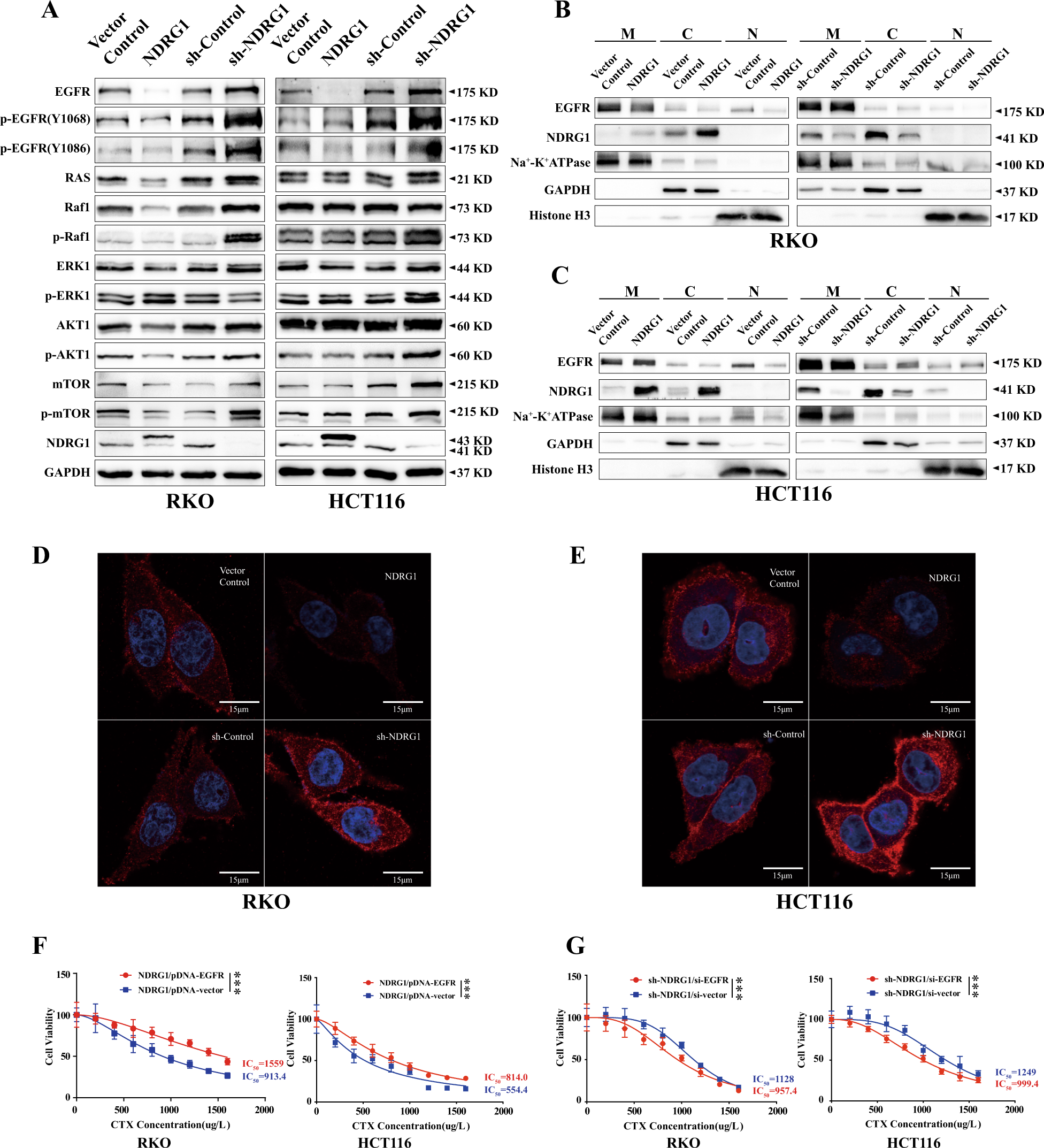Fig. 3: NDRG1 affects the sensitivity of CTX in CRC cells through regulating the EGFR expression, phosphorylation, and distribution.
