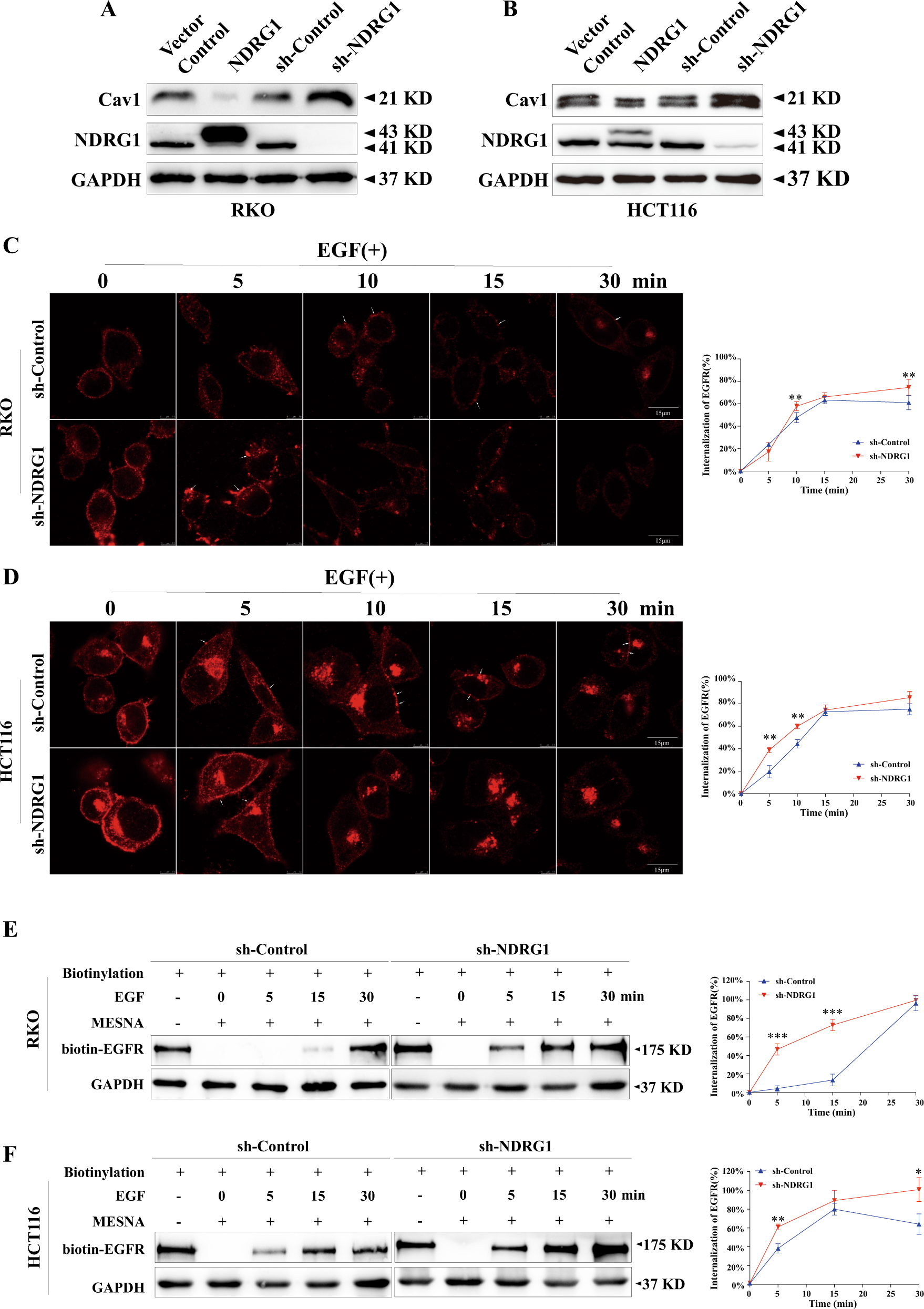 Fig. 4: Knockdown of NDRG1 markedly accelerates the endocytosis of EGFR.