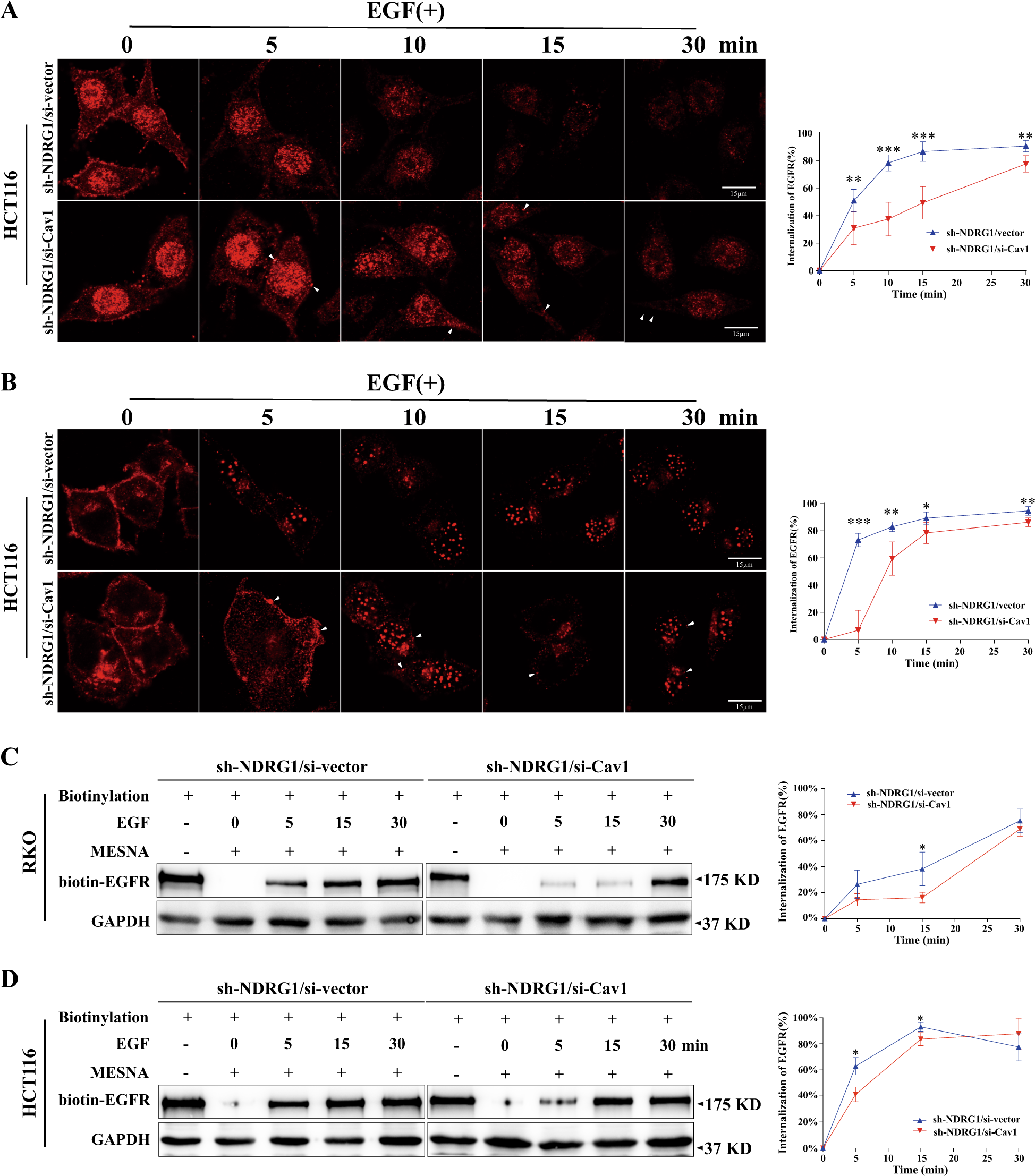 Fig. 5: The inhibition of Cav1 retarded the endocytosis of EGFR and enhanced the sensitivity in NDRG1-knockdown cells.
