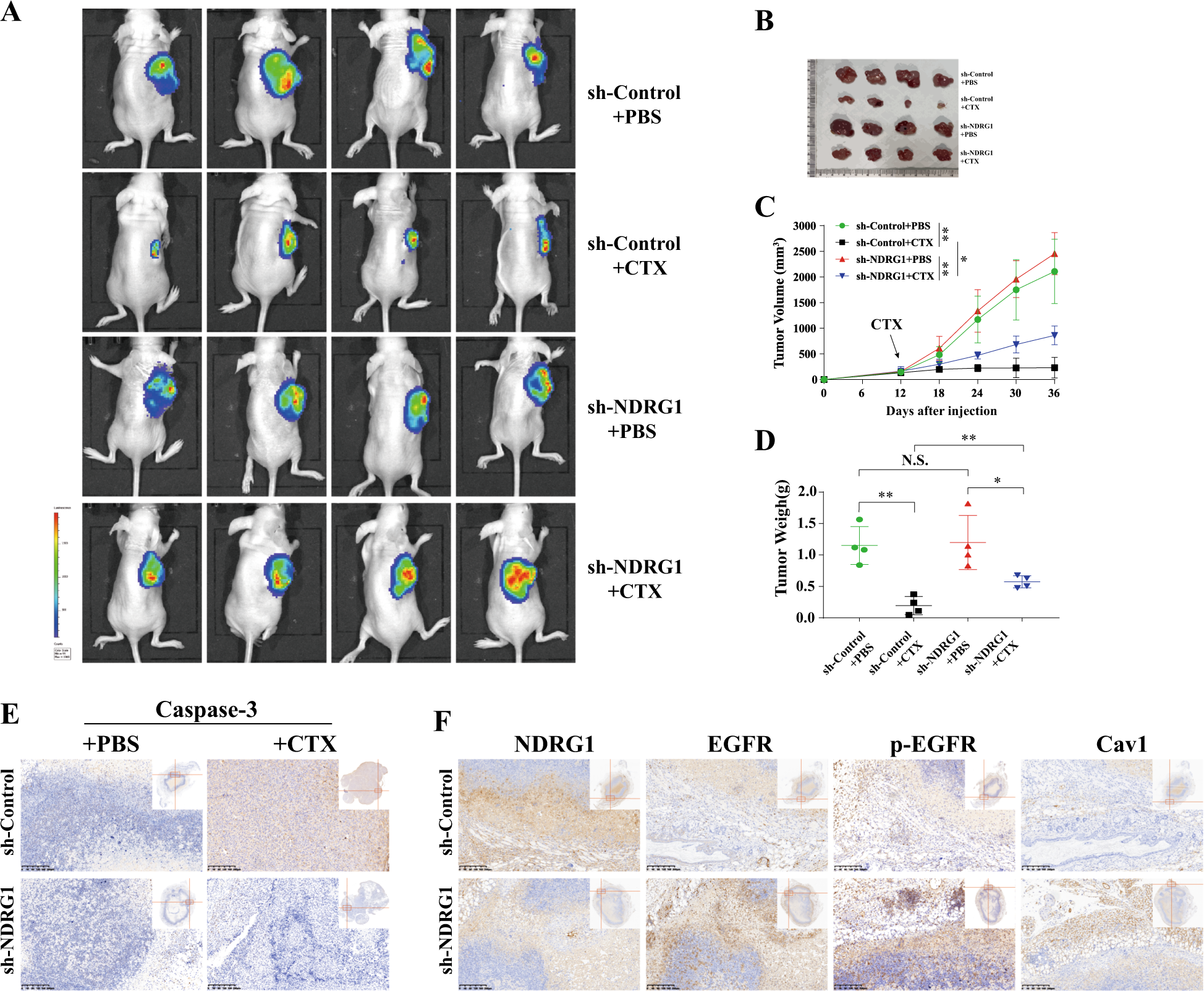 Fig. 7: Knockdown of NDRG1 impedes the sensitivity of CTX in vivo.